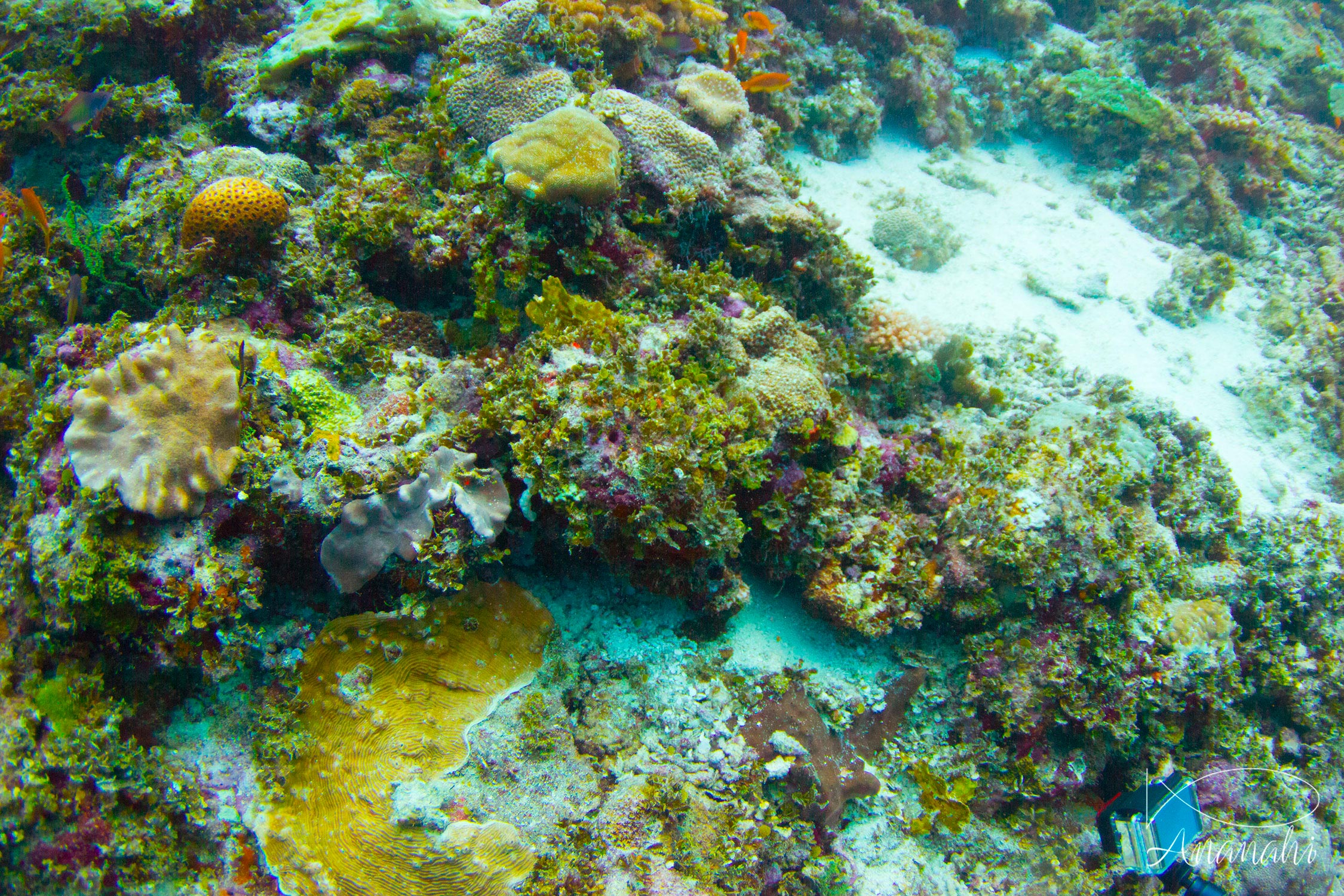 Poisson feuille de Maldives