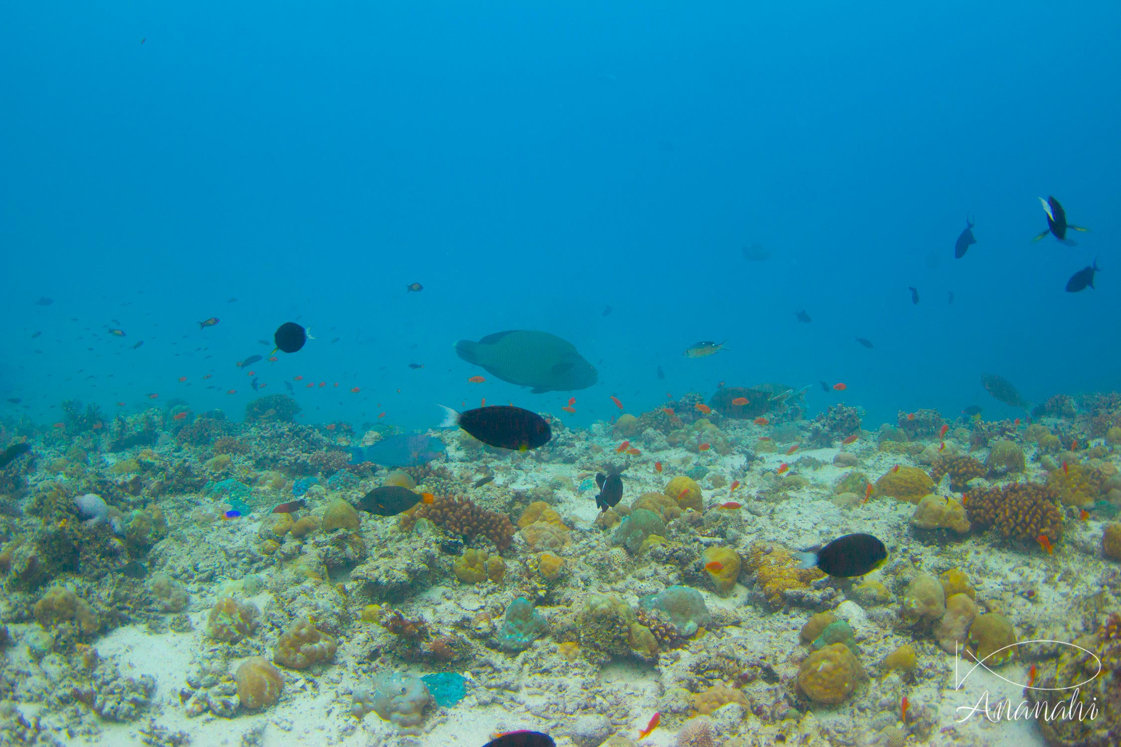 Napoléon de Maldives