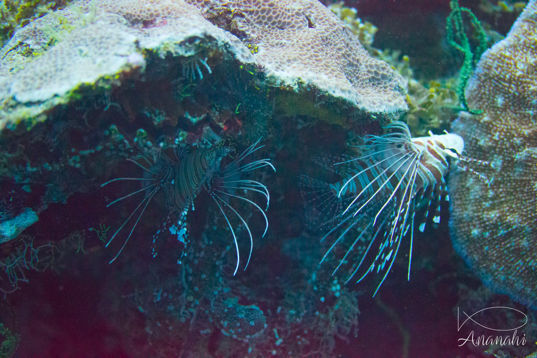 Pterois à antenne de Maldives