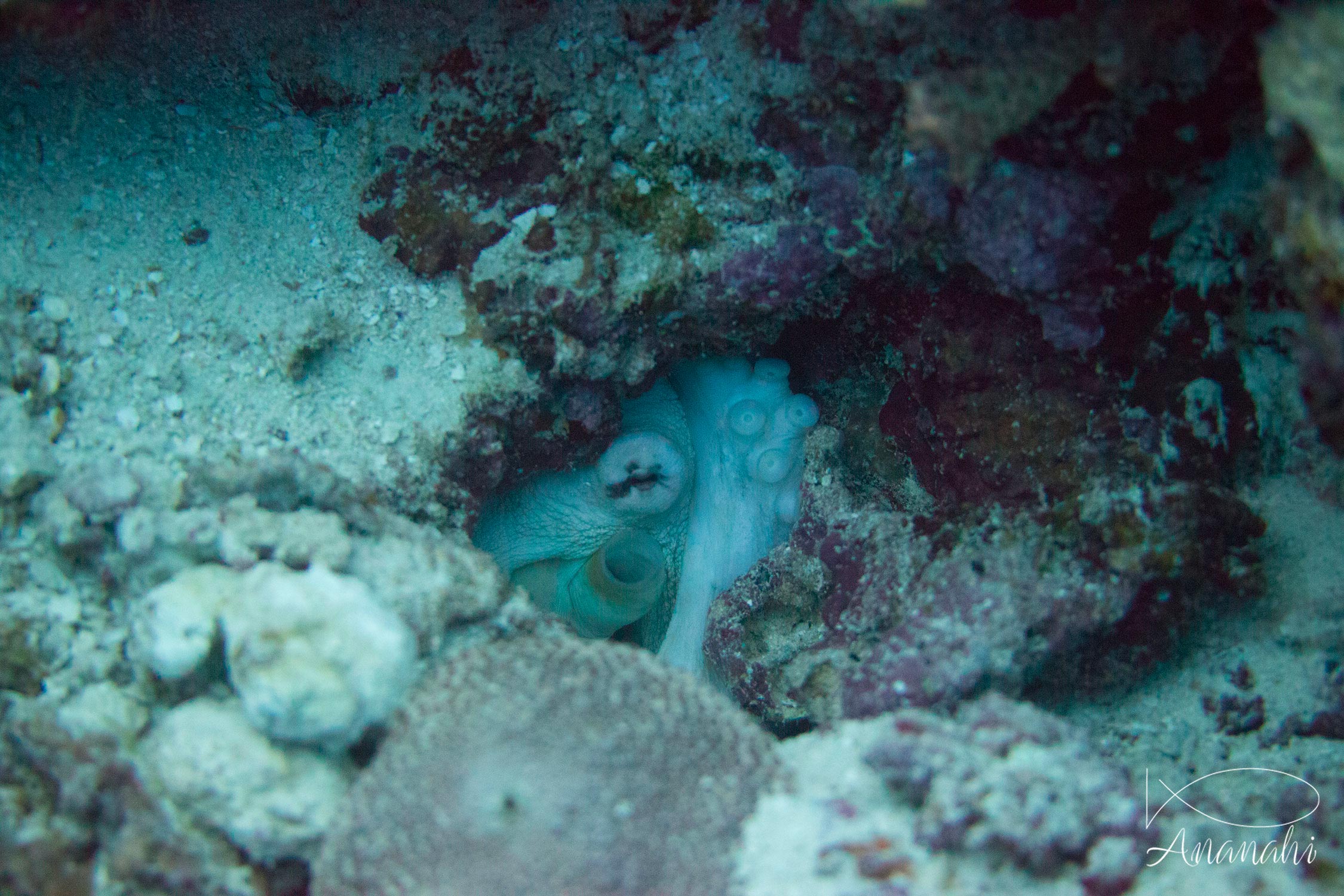 Poulpe de récif de Maldives