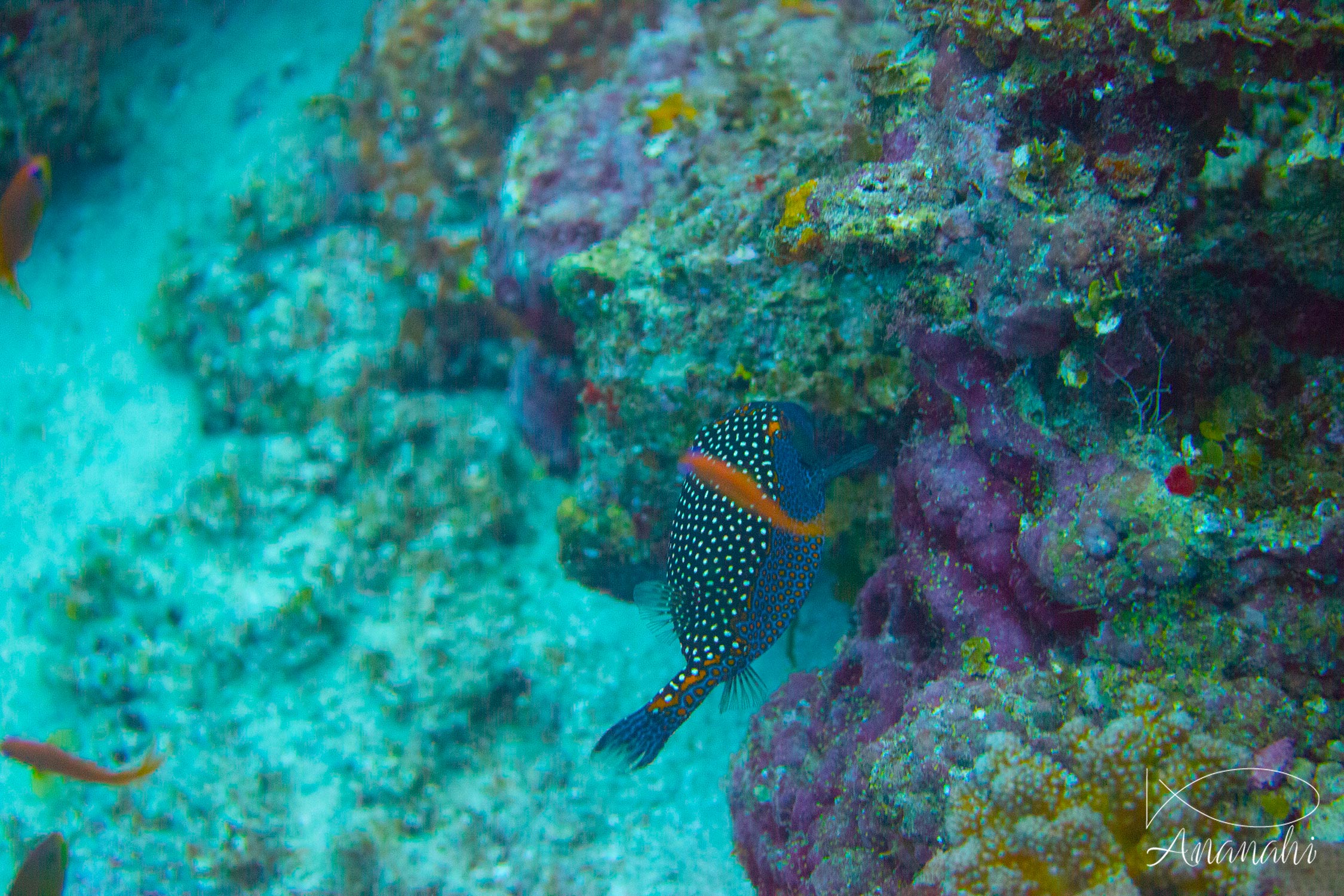 Poisson coffre pintade de Maldives