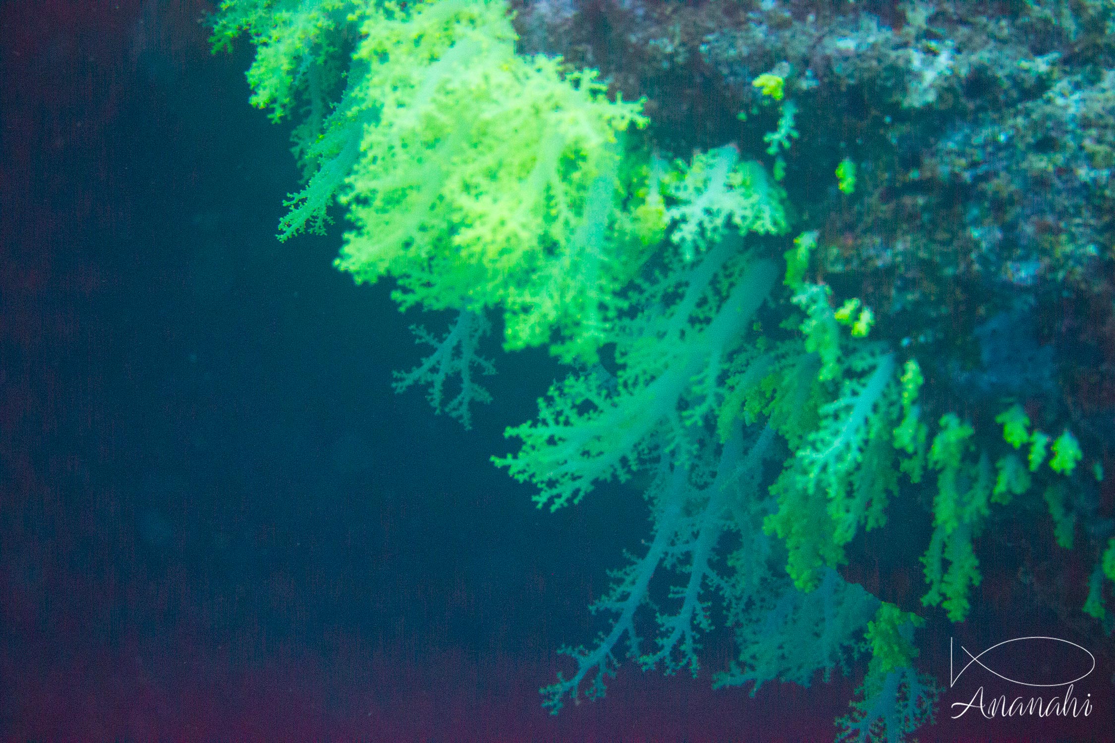 Alcyonaire épineux de Maldives