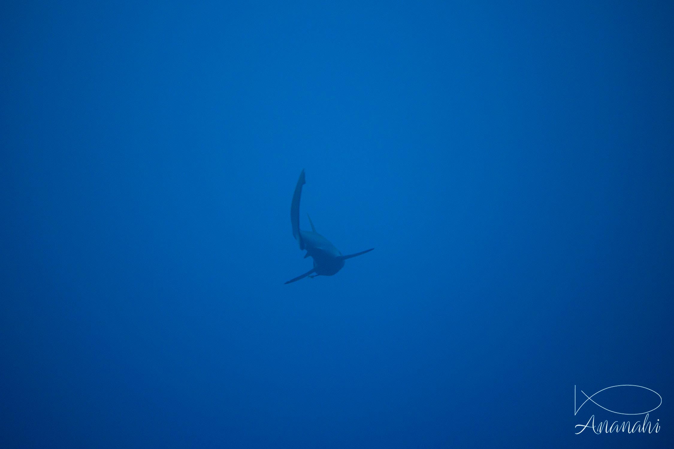 Requin gris de récif (dagsit) de Maldives