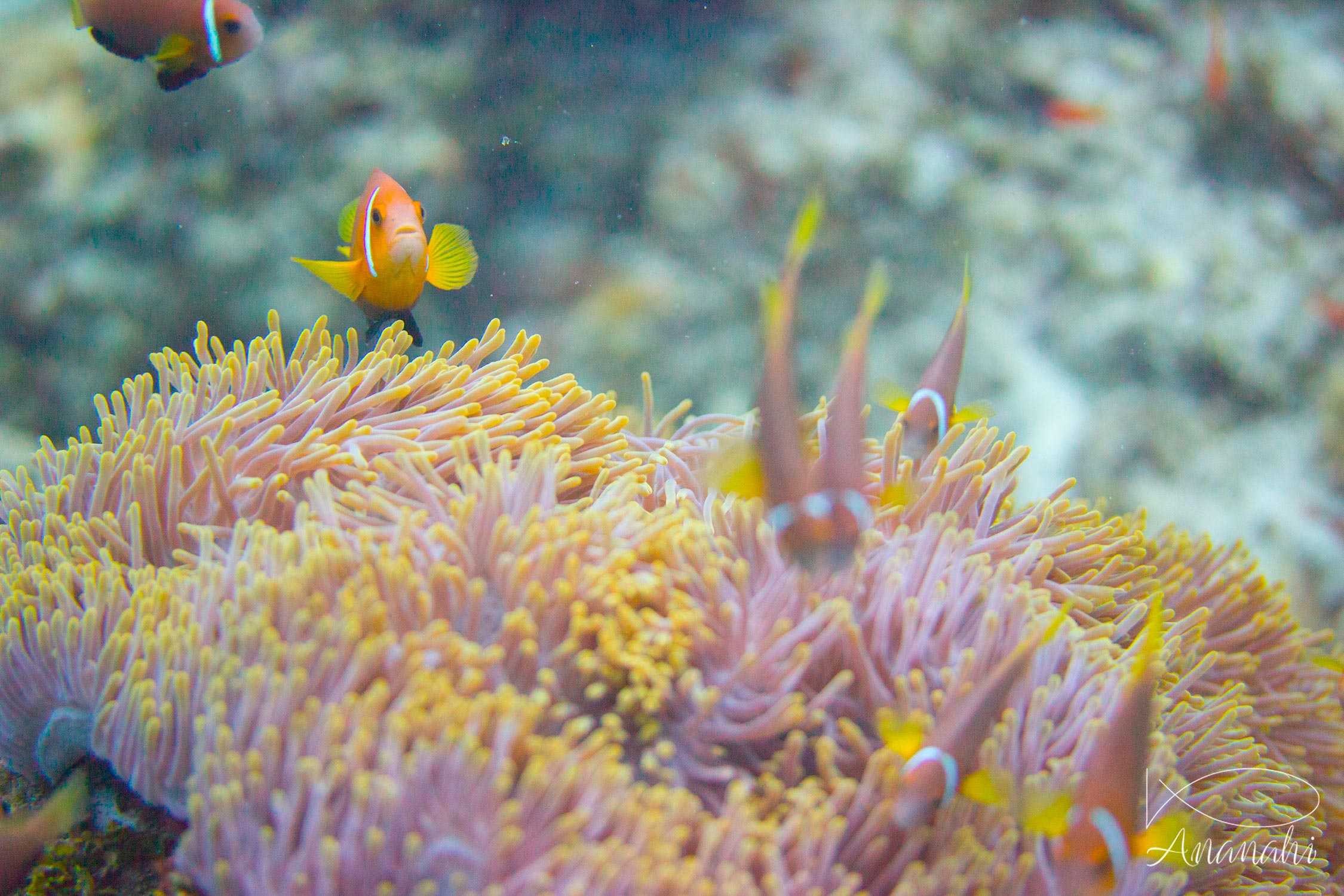 Poisson clown des Maldives de Maldives