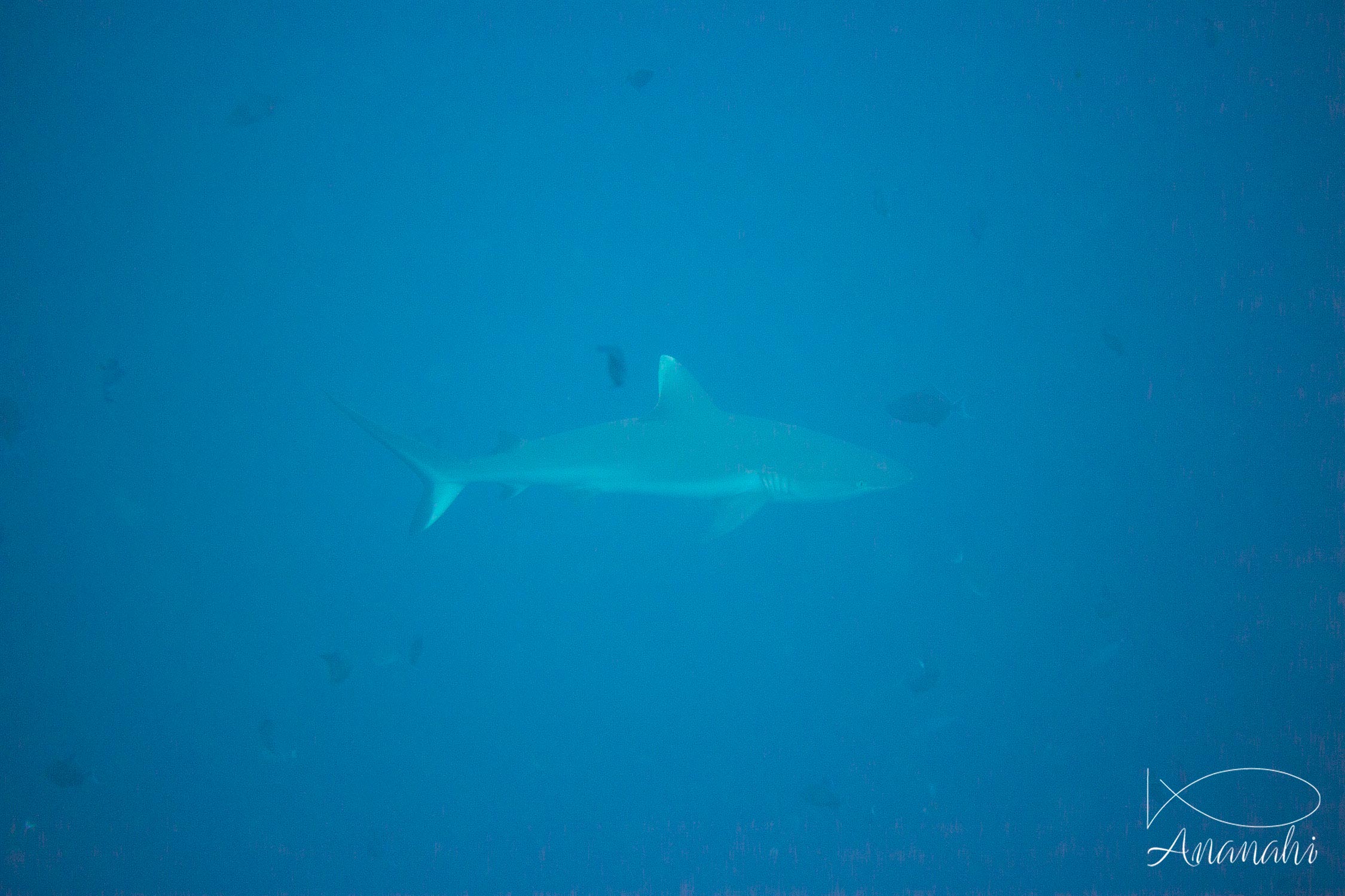 Requin gris de récif (dagsit) de Maldives