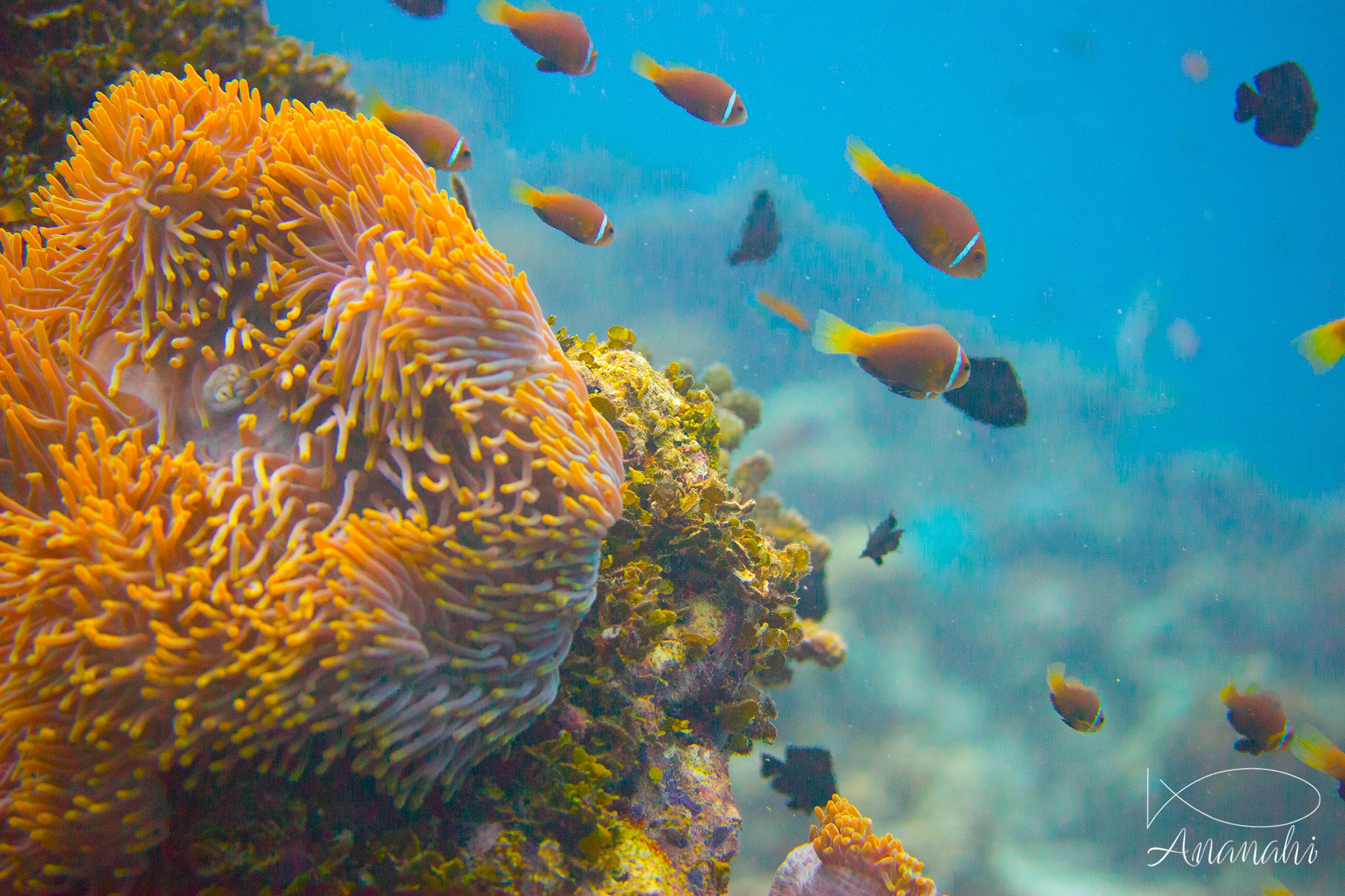 Poisson clown des Maldives de Maldives