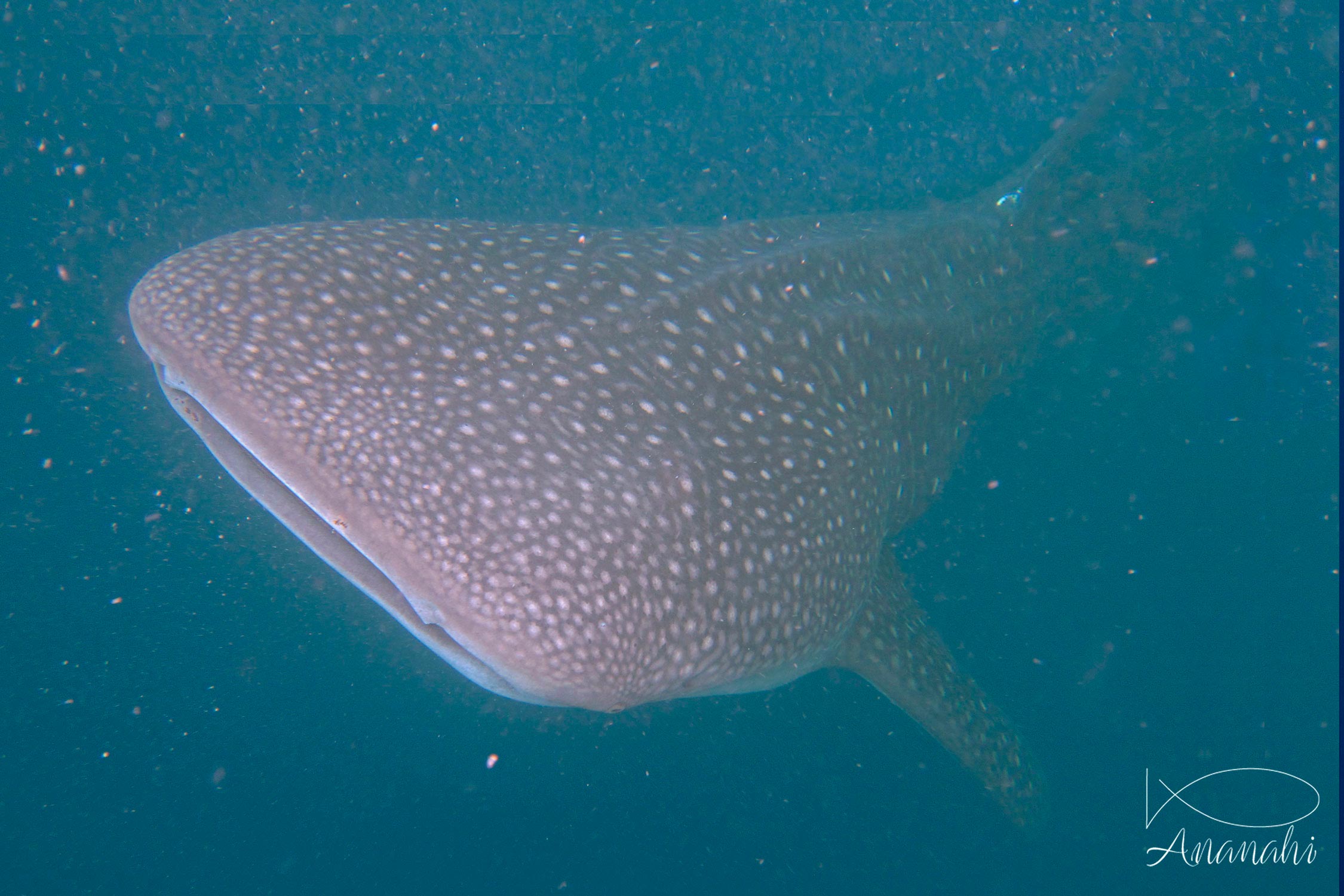 Requin baleine de Maldives