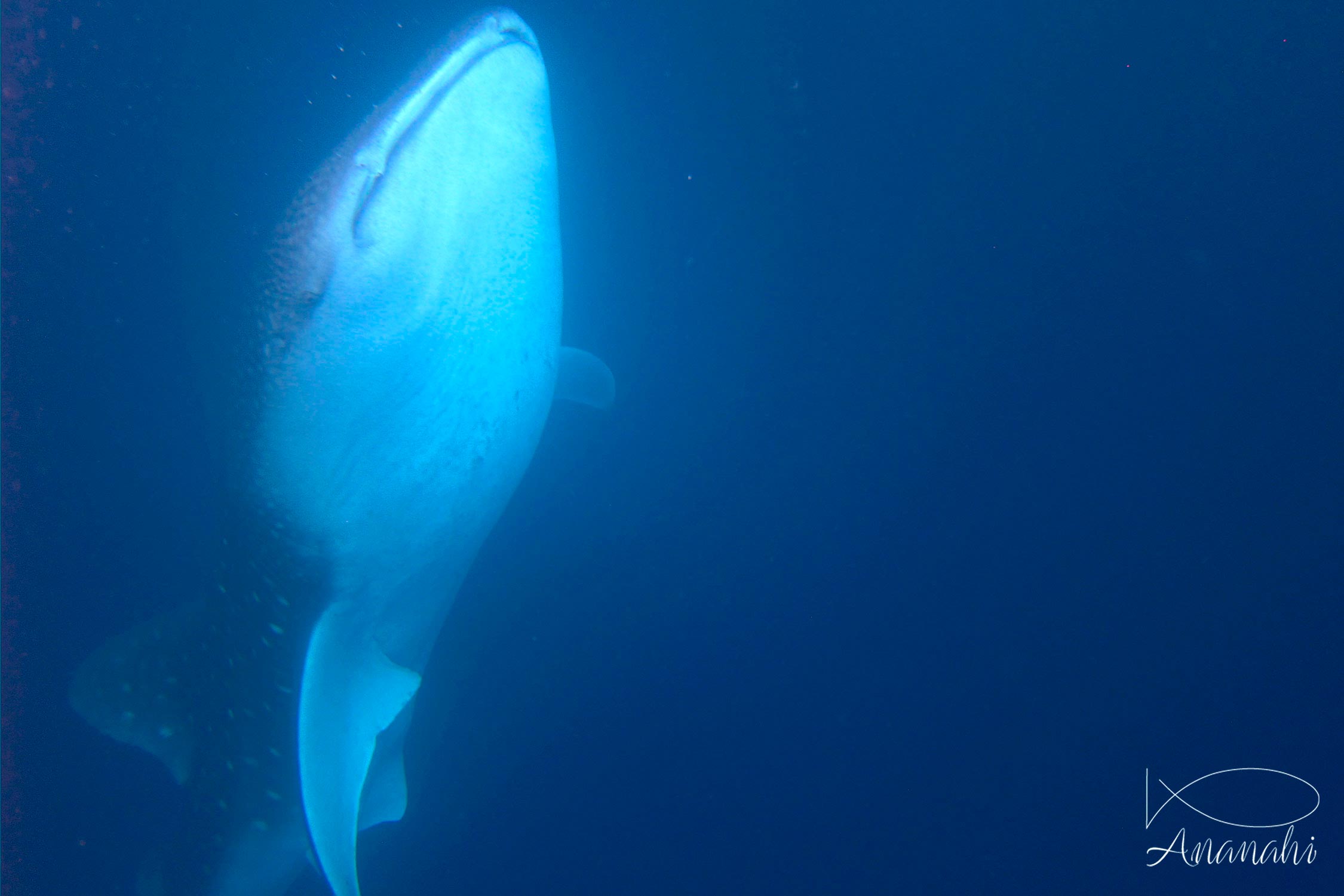 Requin baleine de Maldives