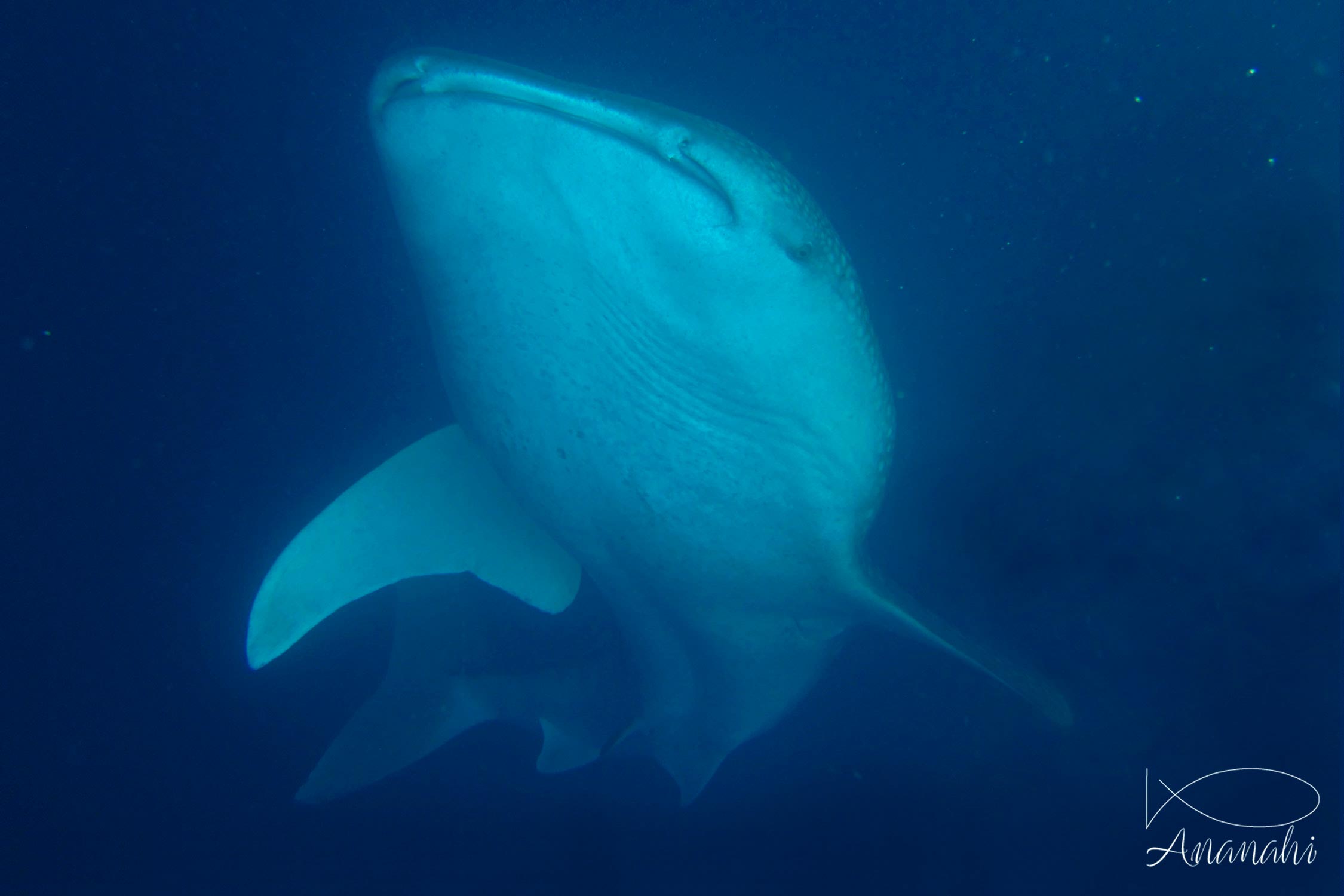 Requin baleine de Maldives