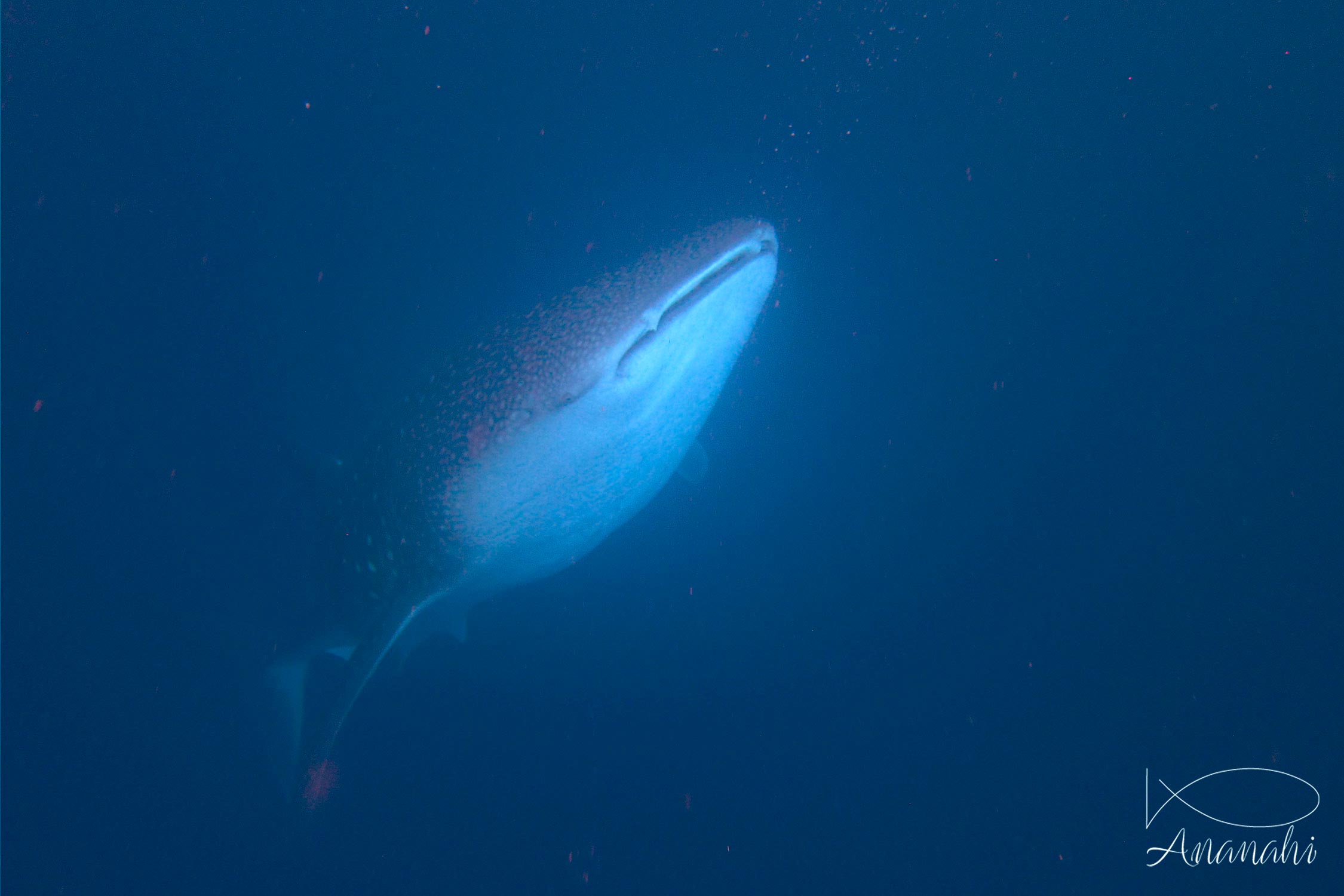 Requin baleine de Maldives
