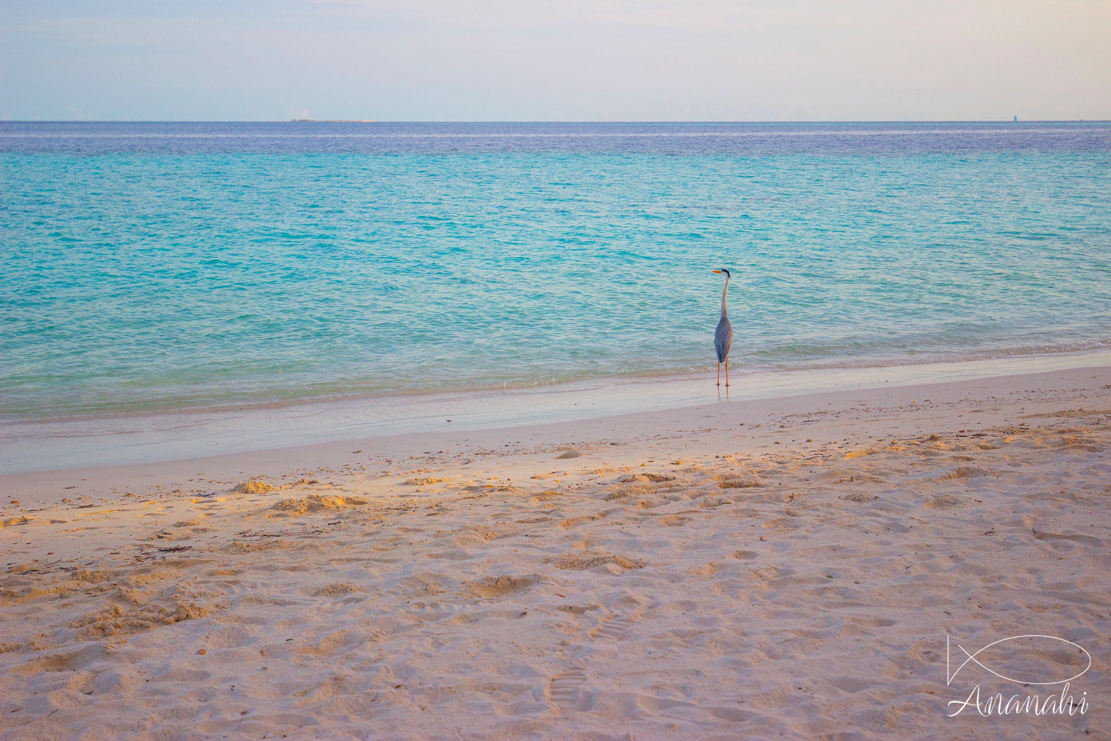 Île de Biyadhoo de Maldives