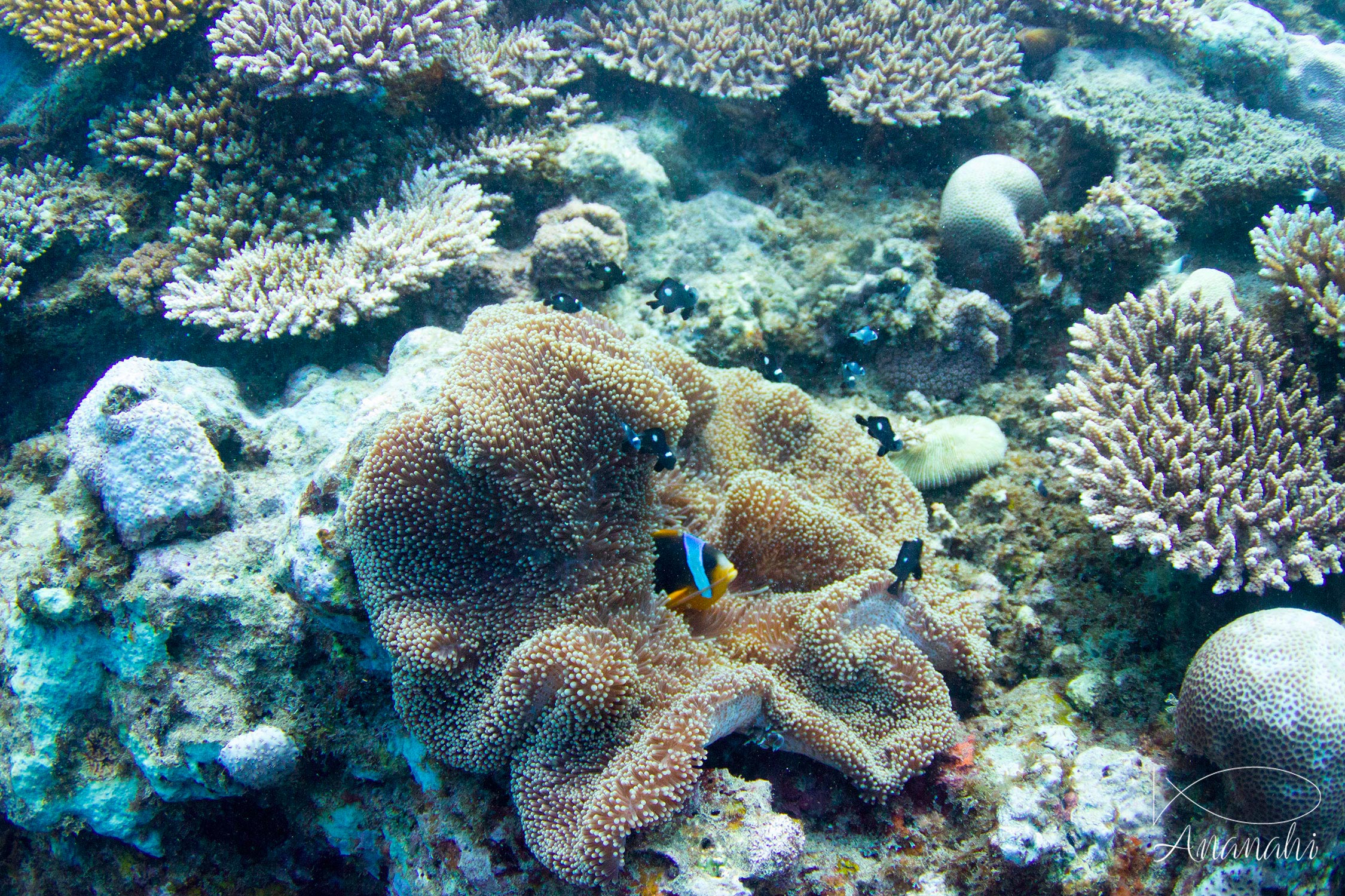 Poisson clown de Madagascar de Mayotte