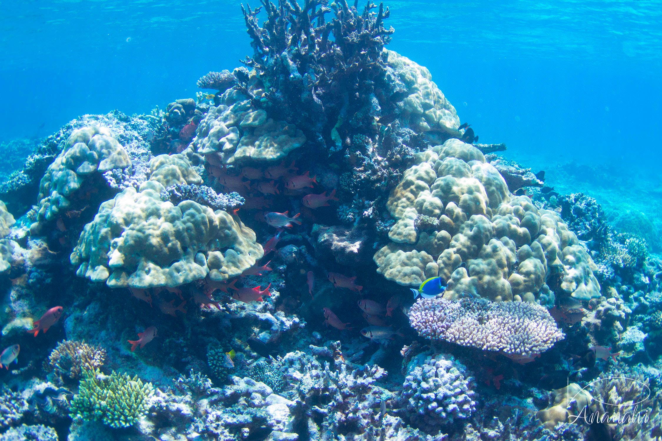 Porite lobata de Mayotte