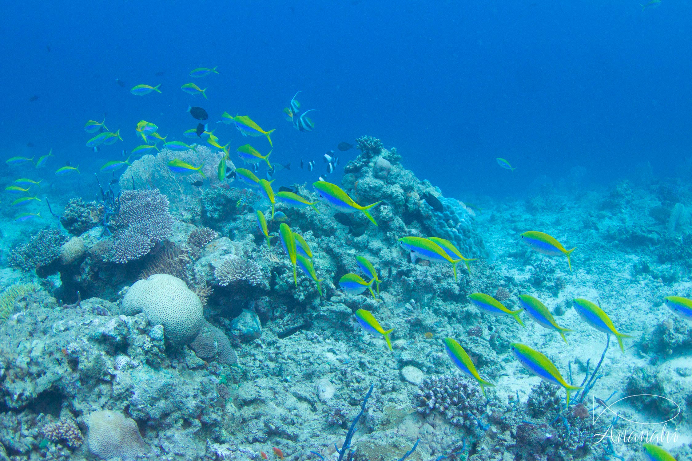 Fusilier à dos jaune de Mayotte