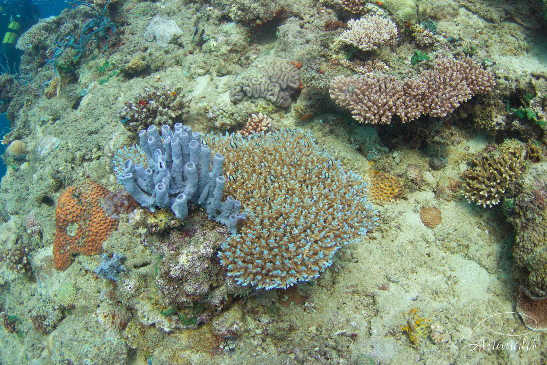 Acropores de Mayotte