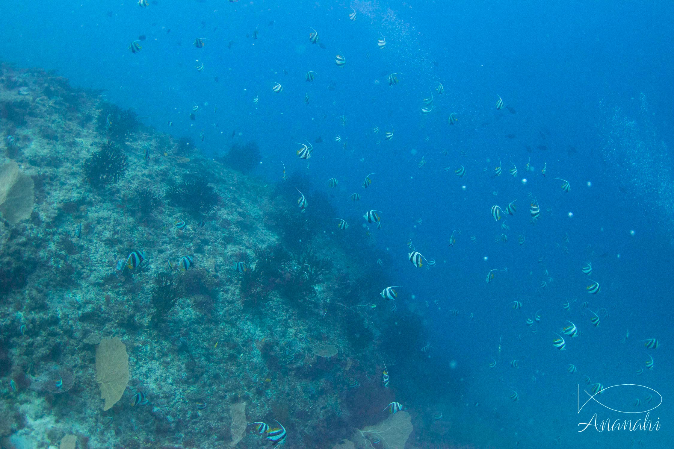 Poisson cocher-grégaire de Mayotte