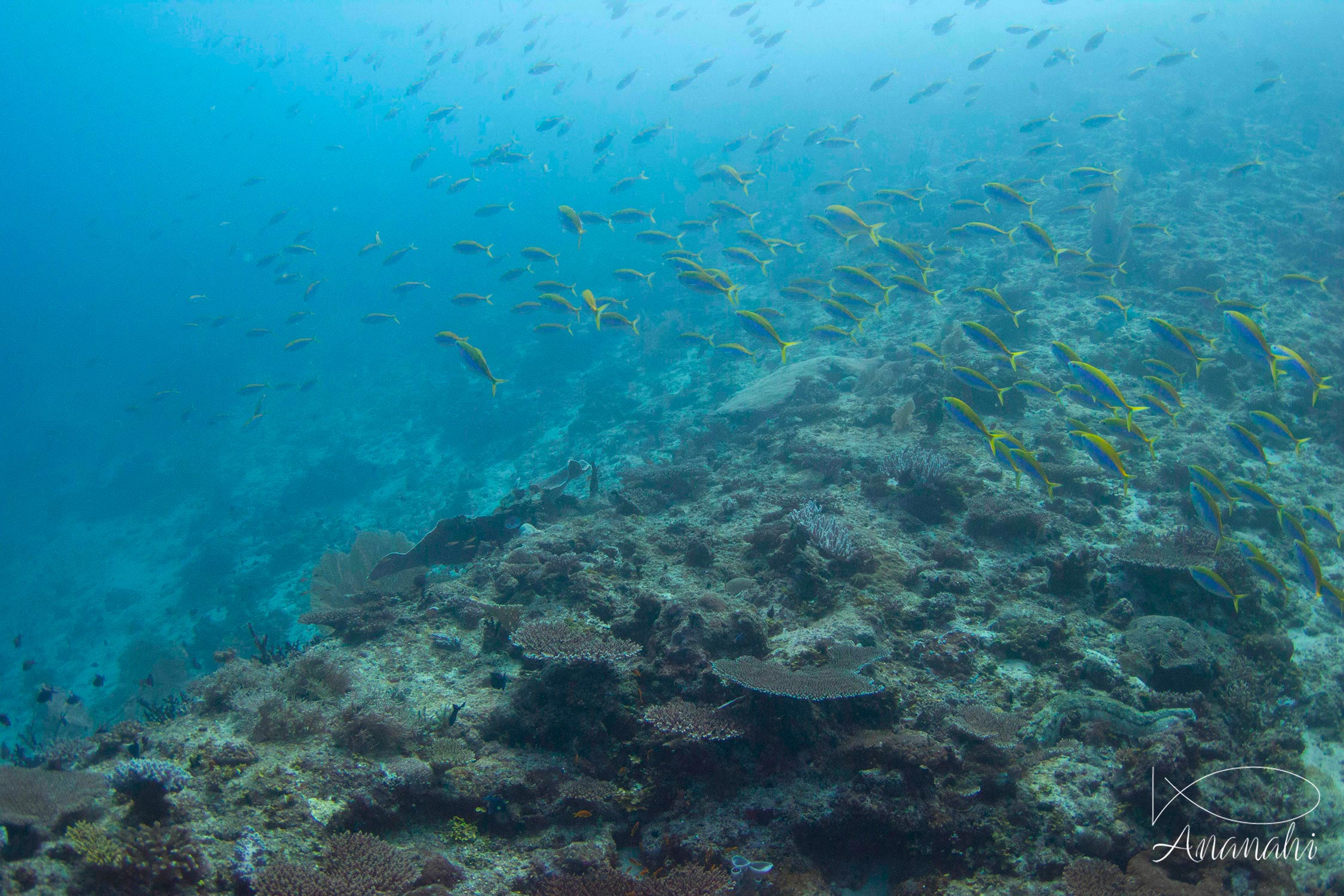 Fusilier à dos jaune de Mayotte