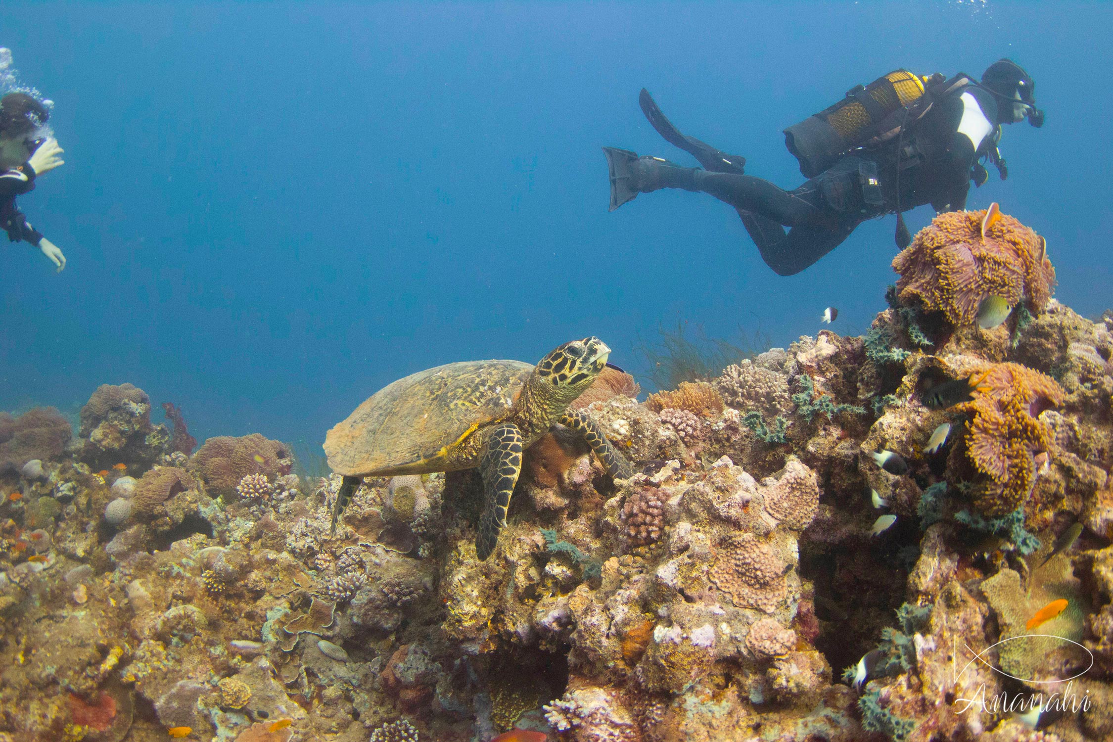 Tortue imbriquée de Mayotte