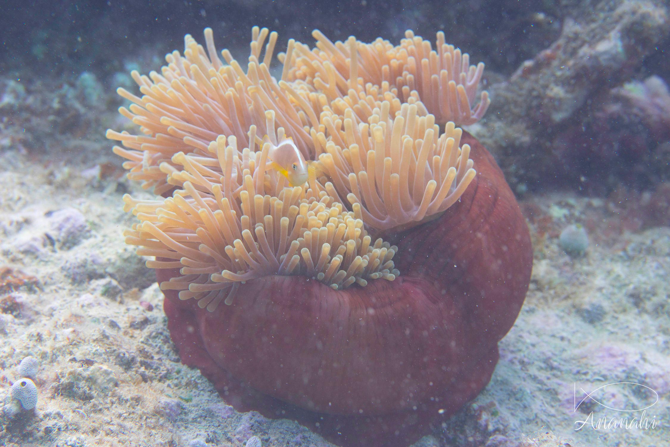 Poisson clown mouffette de Mayotte