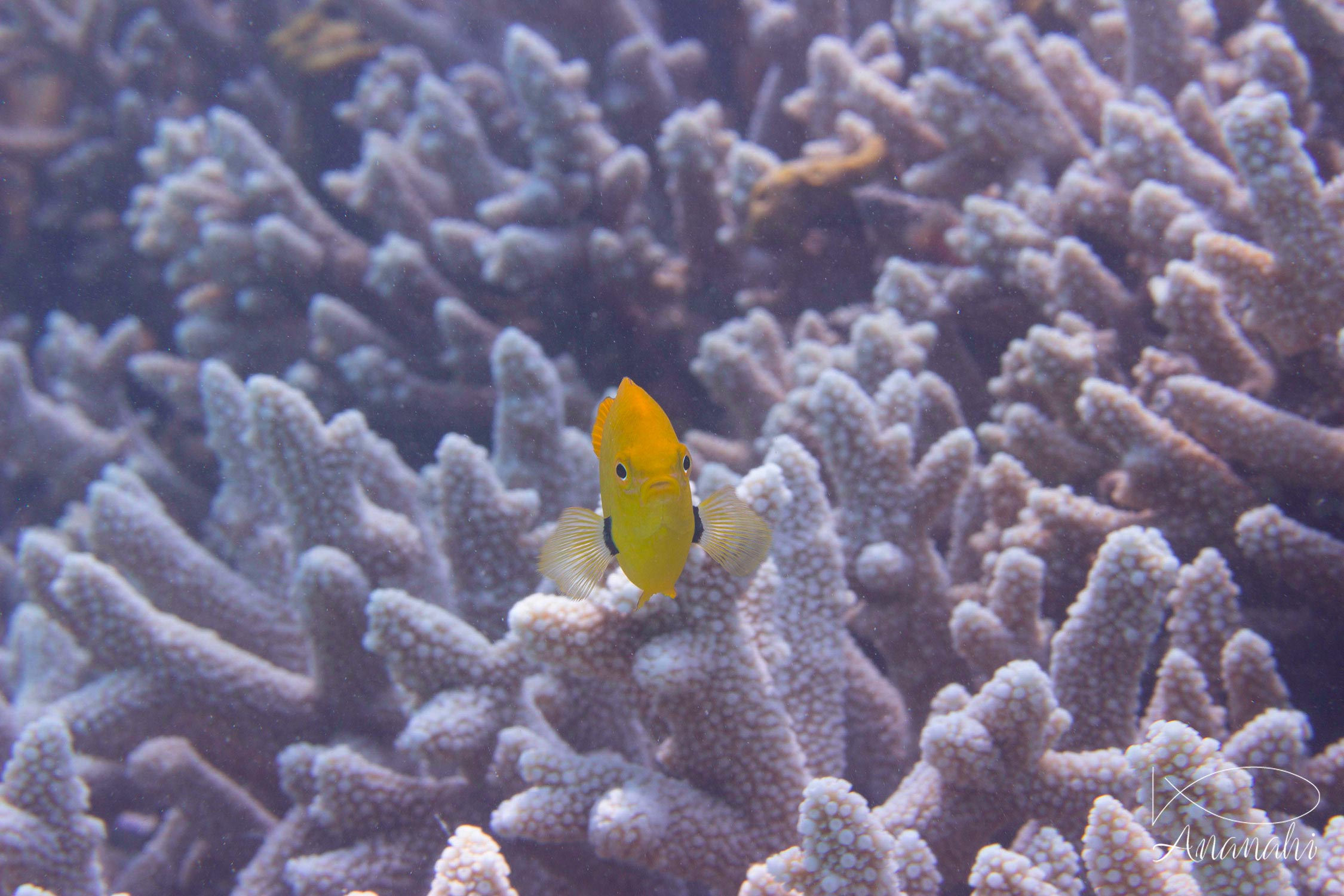 Poissons divers de Mayotte