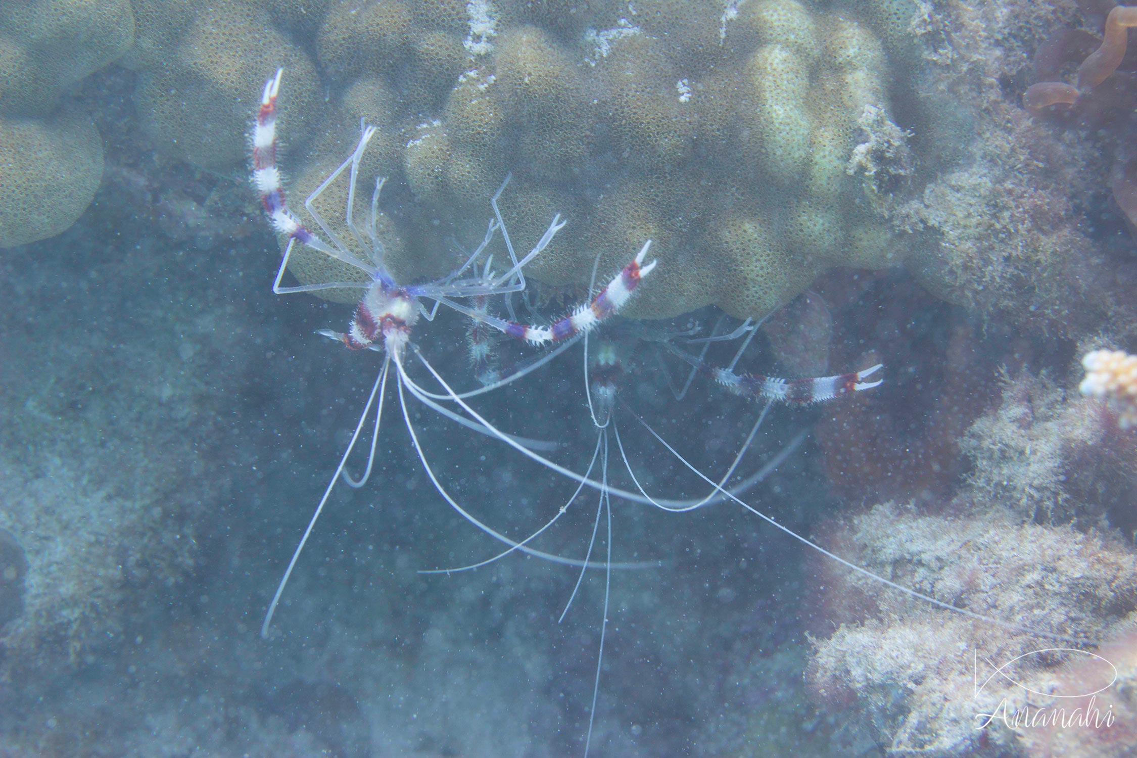 Grande crevette nettoyeuse de Mayotte