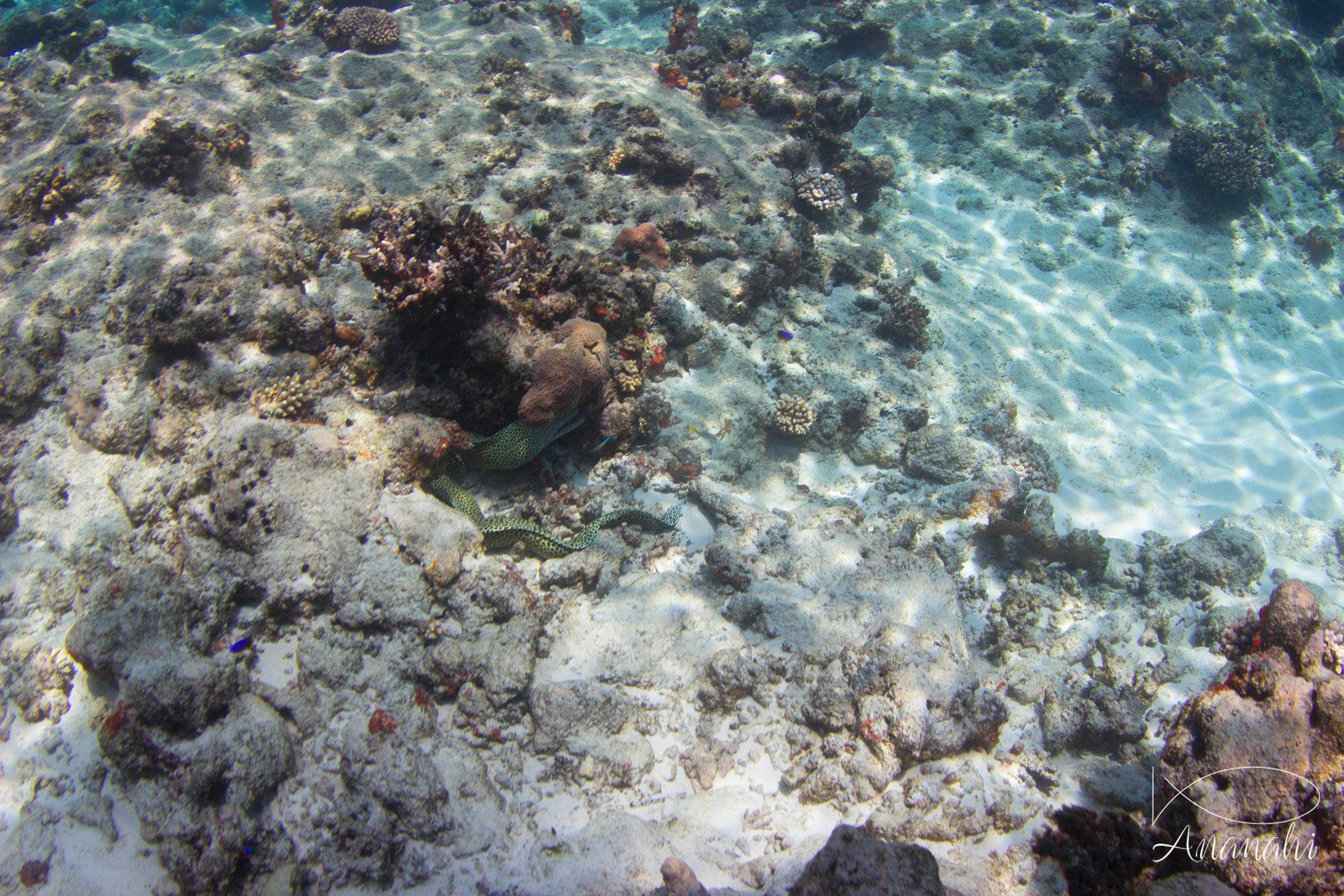 Murène léopard de Mayotte