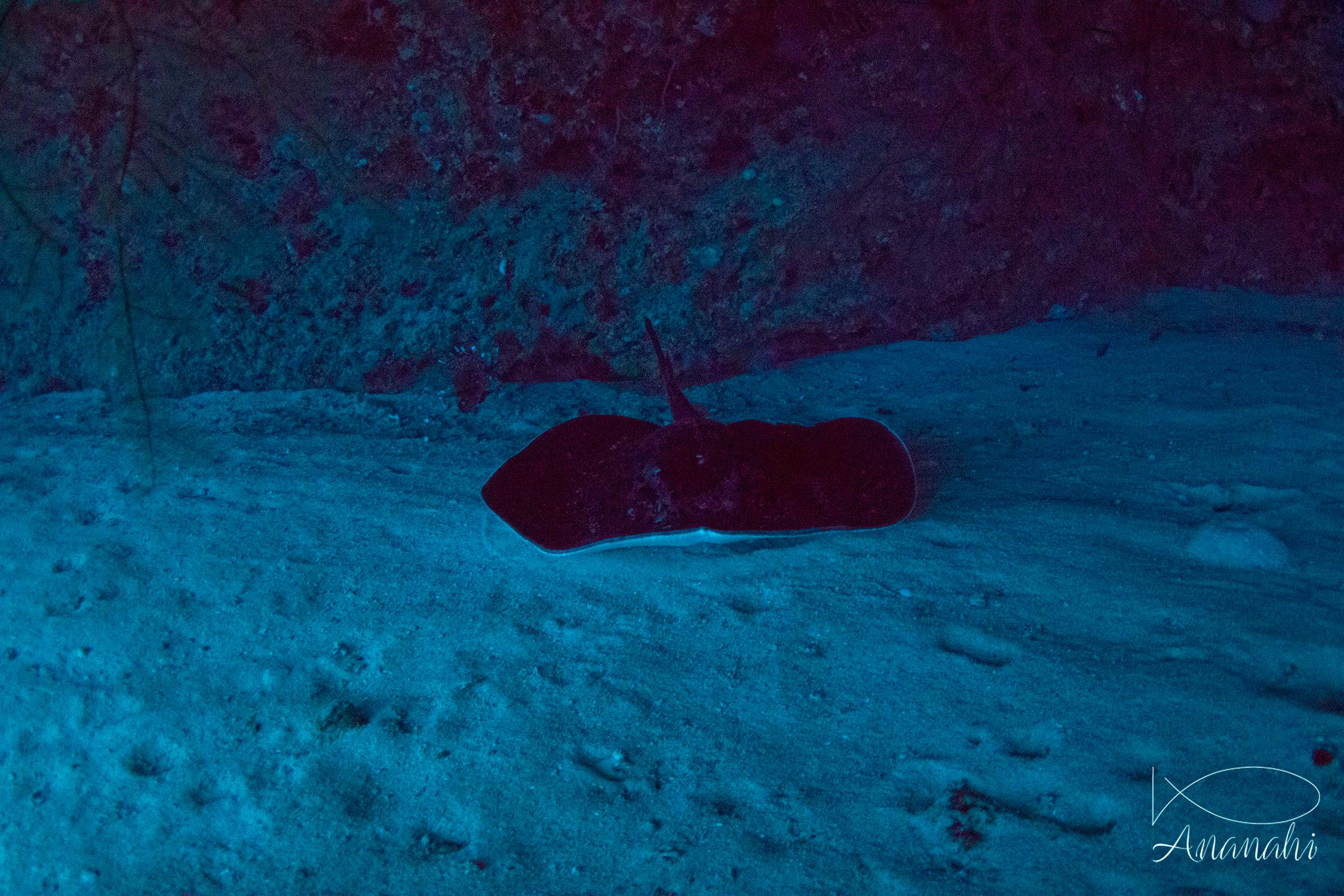 Raie à tâches noires de Mayotte