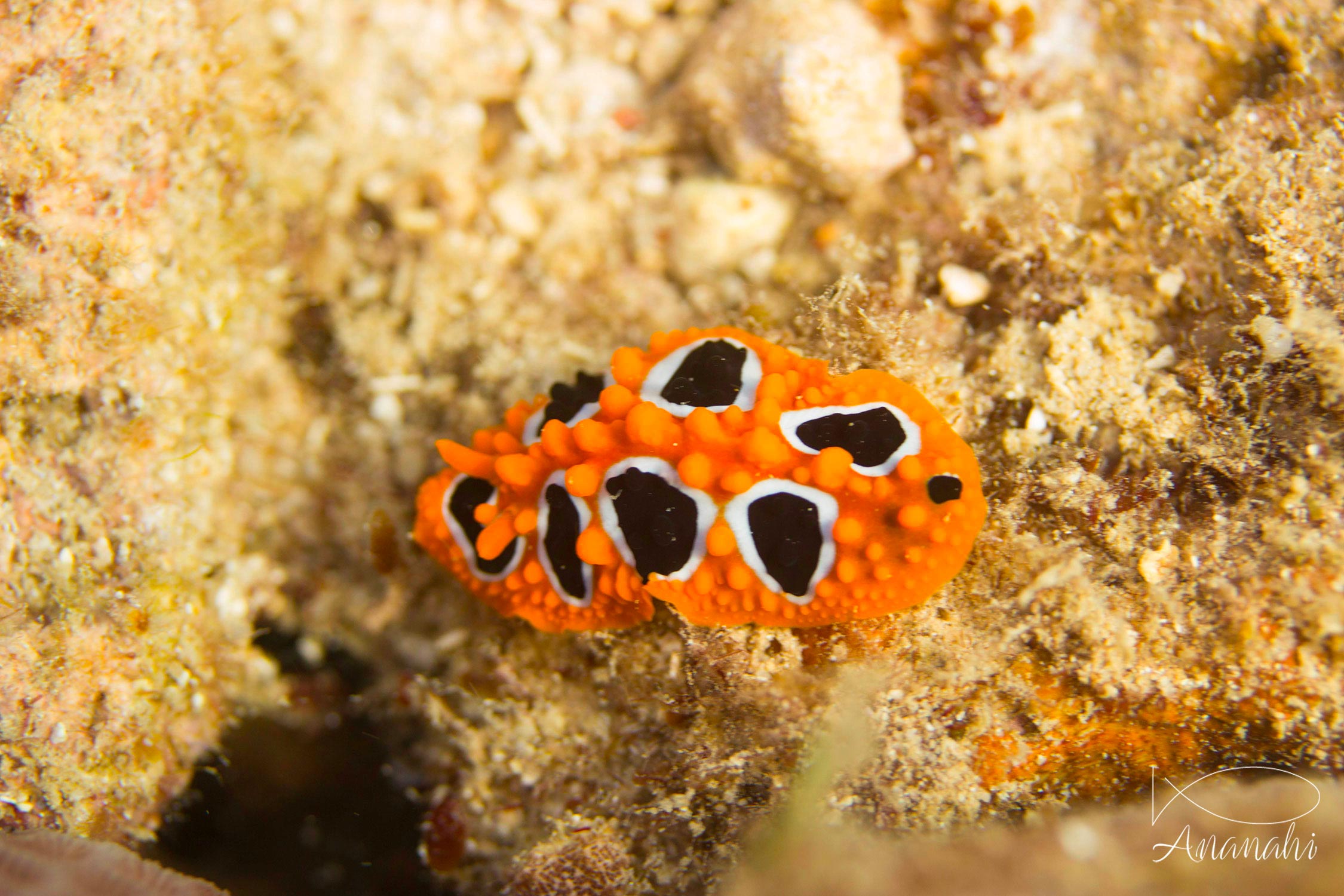 Phyllidie ocellée de Mayotte