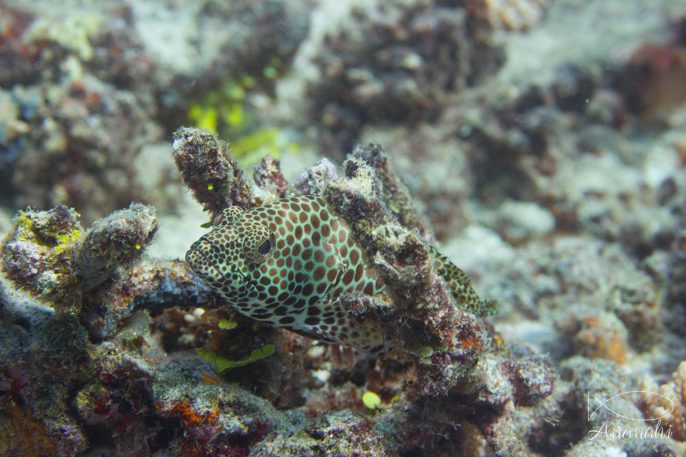 Poissons divers de Mayotte