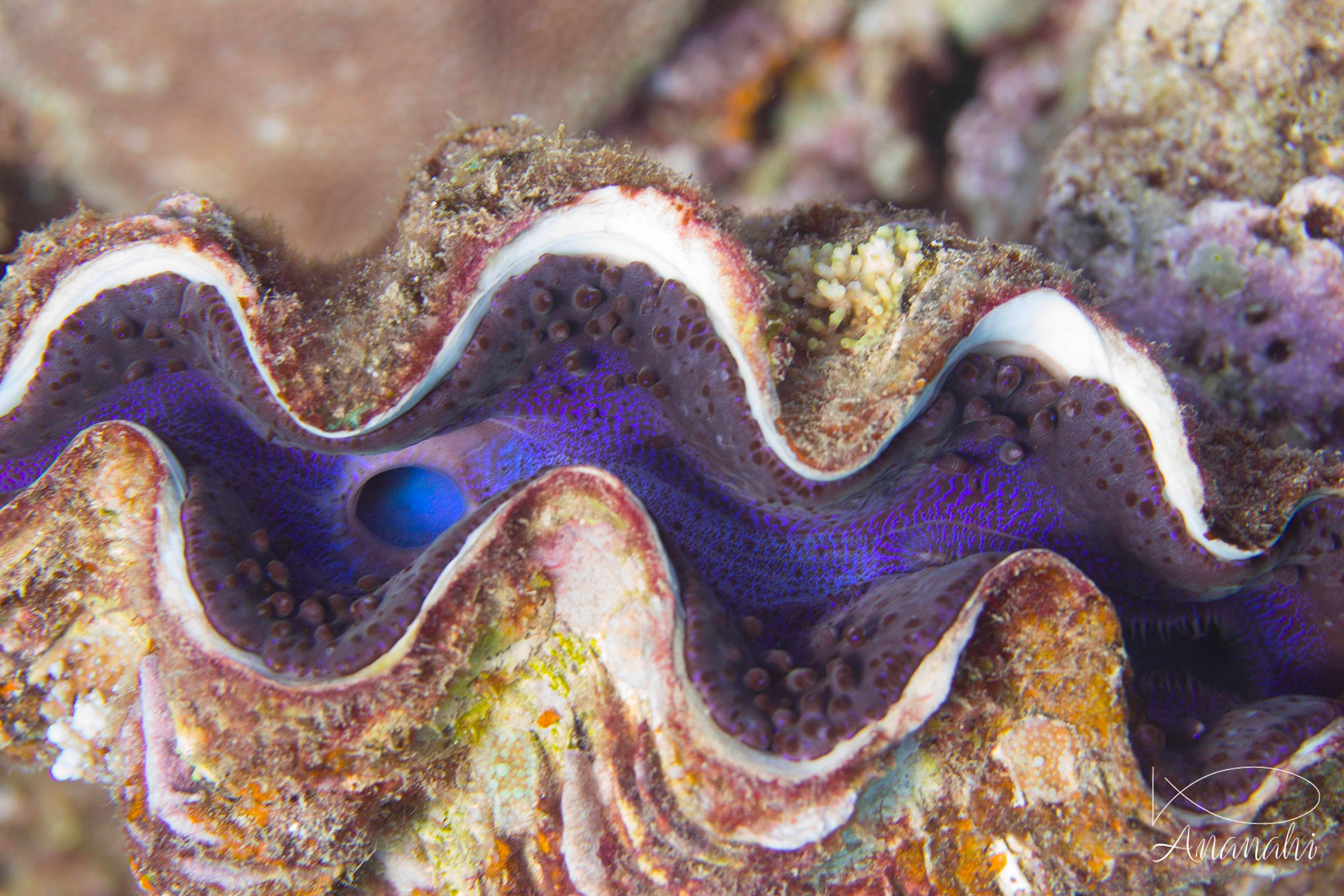 Bénitier commun de Mayotte