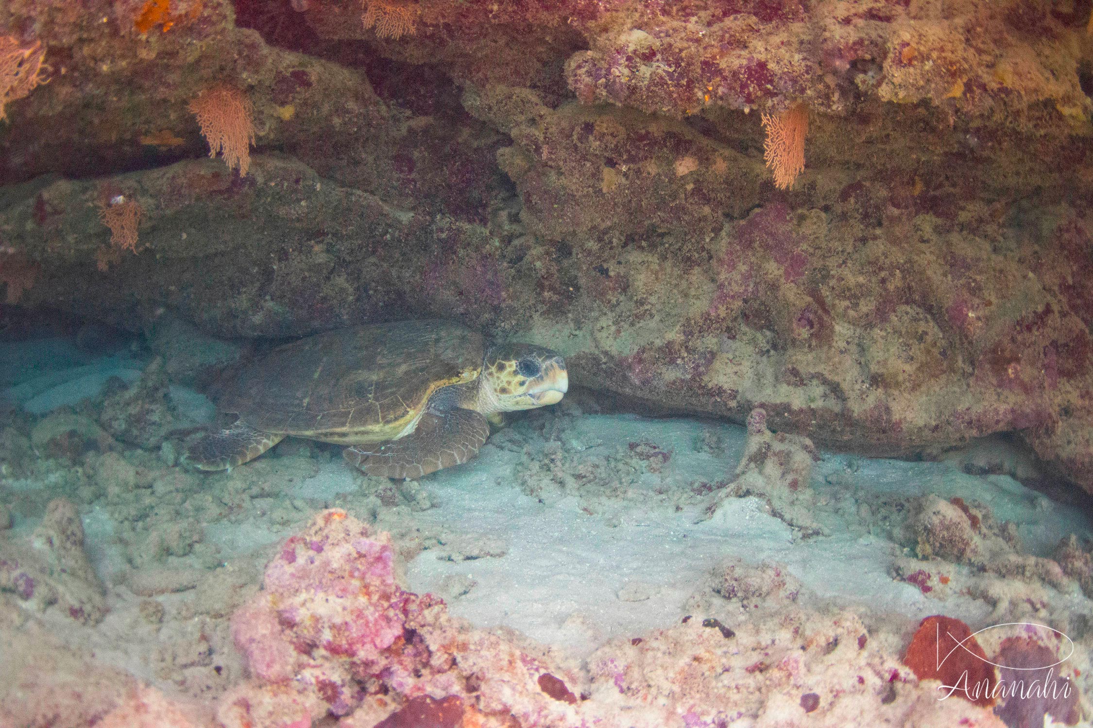 Tortue caouanne de Mayotte