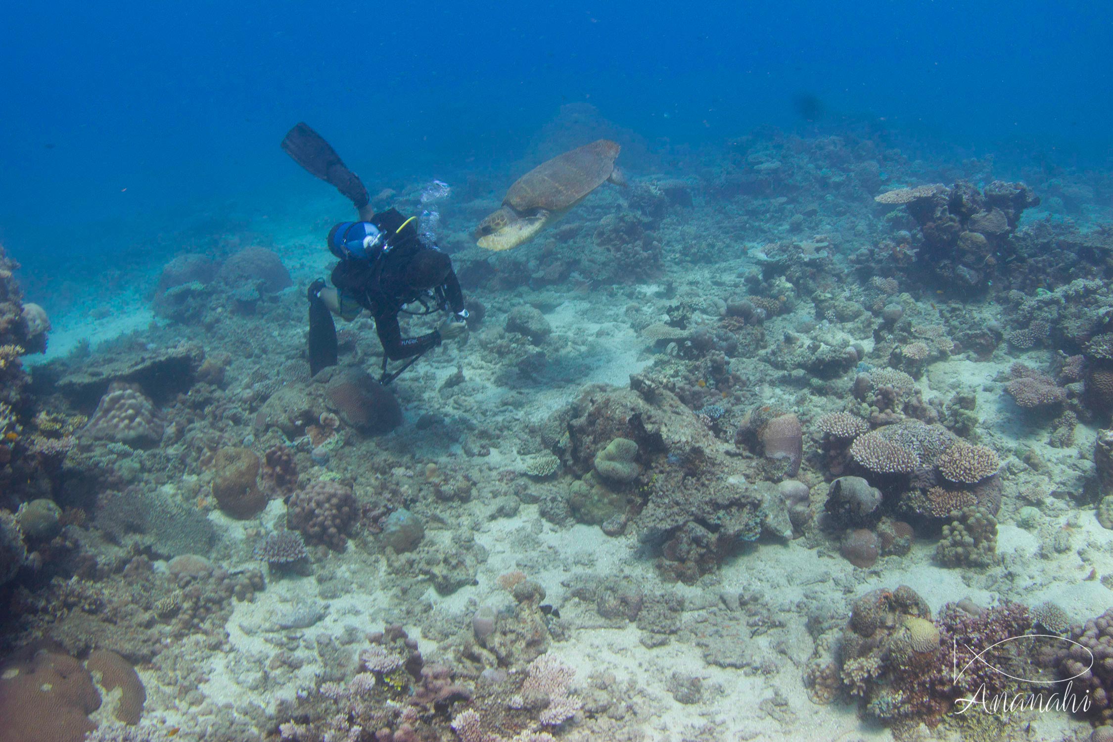 Tortue caouanne de Mayotte