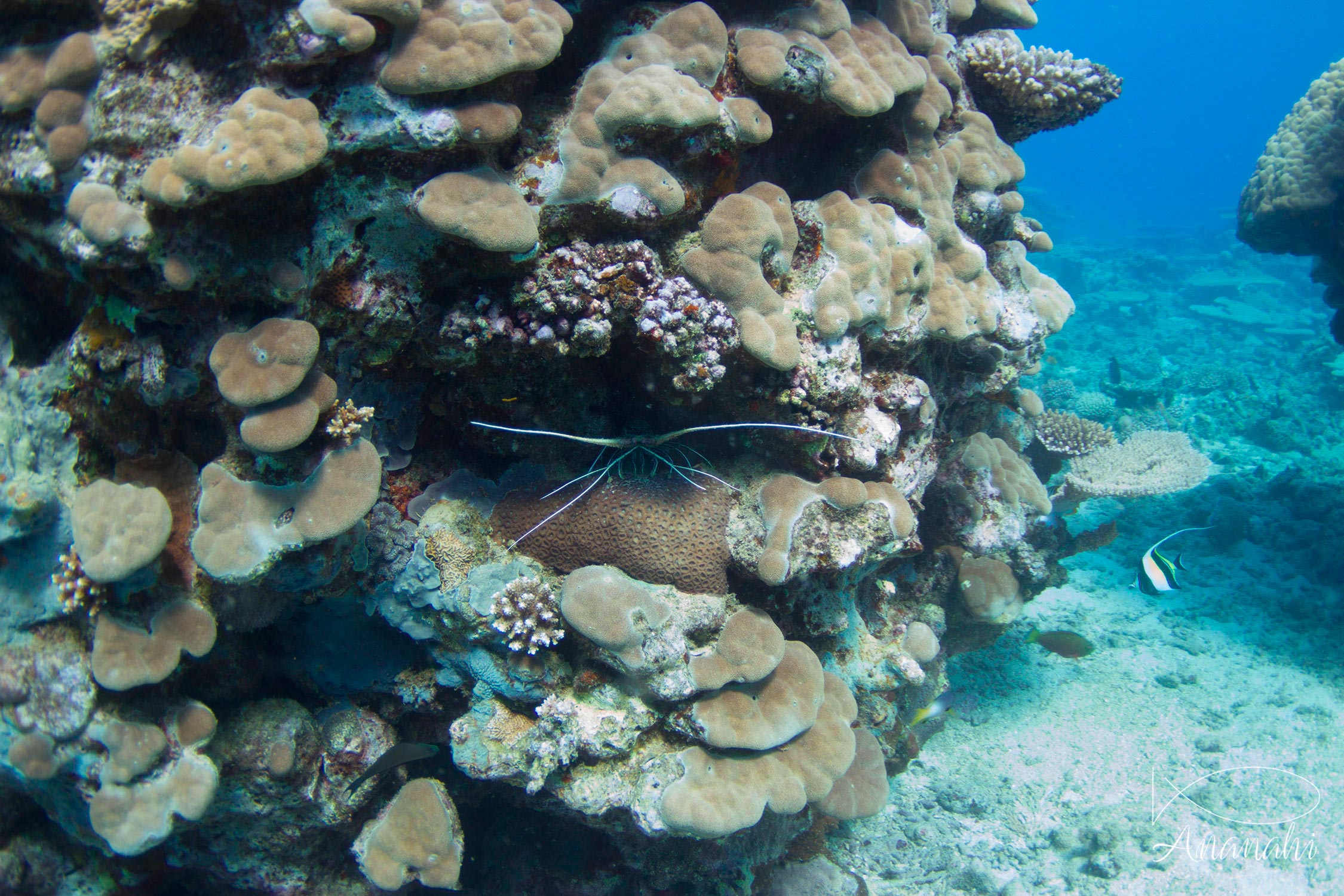 Langouste peinte de Mayotte