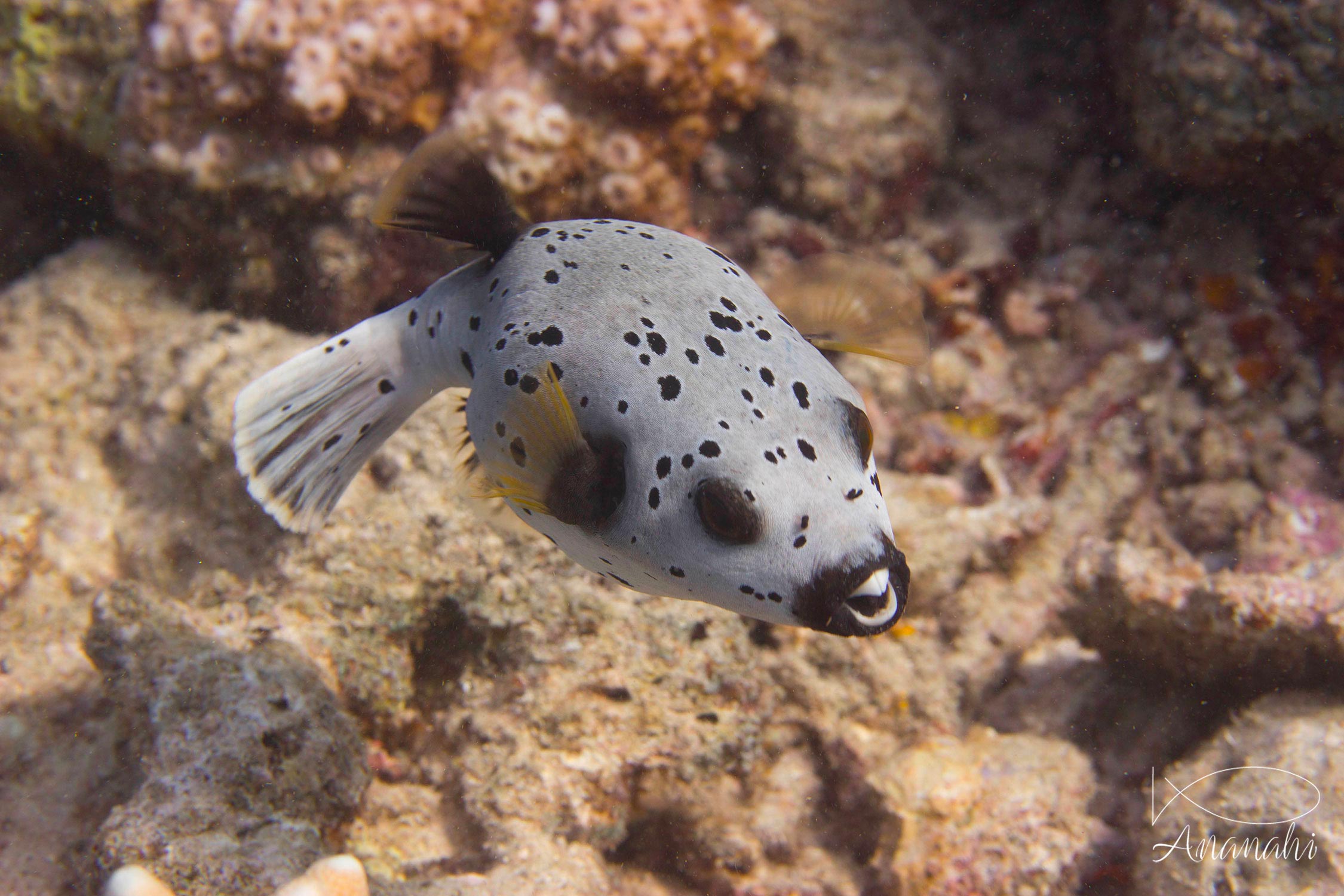 Poisson ballon à tâches noires de Mayotte