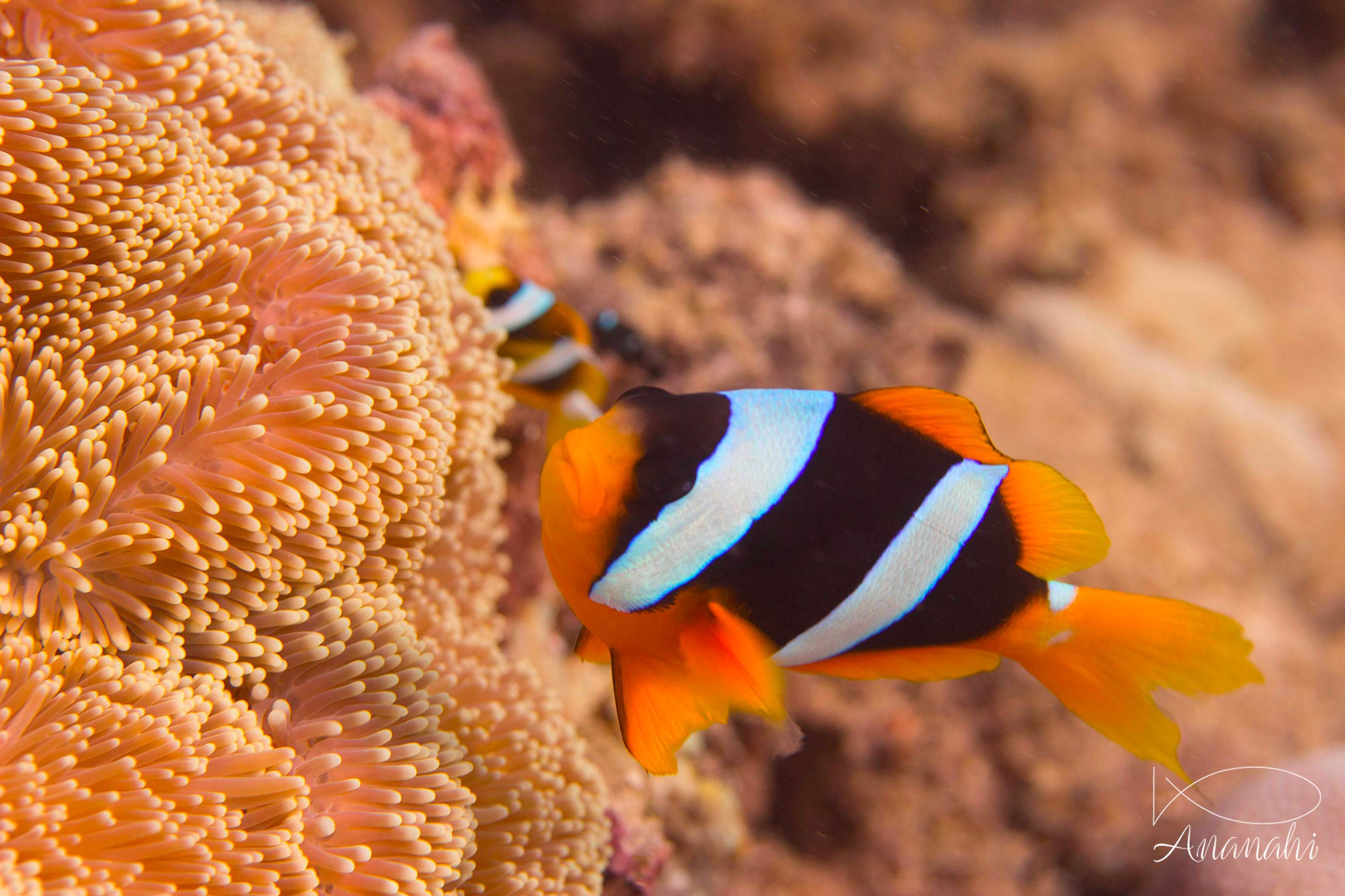 Poisson clown de Clark de Mayotte