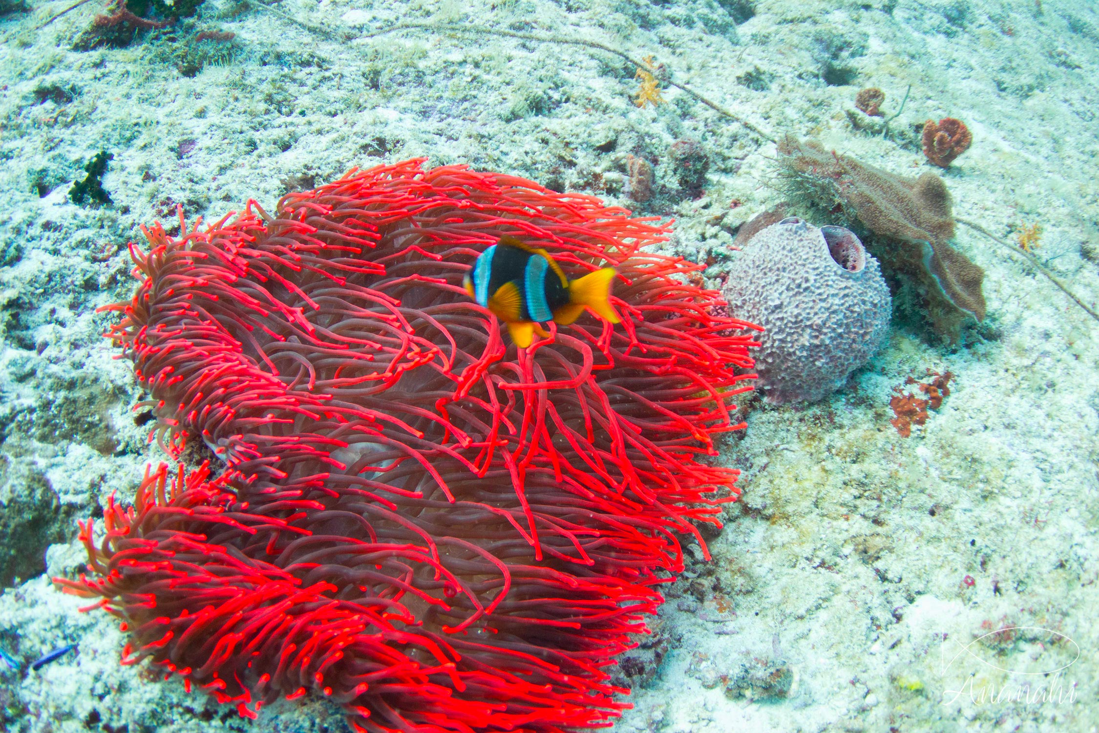 Poisson clown de Madagascar de Mayotte