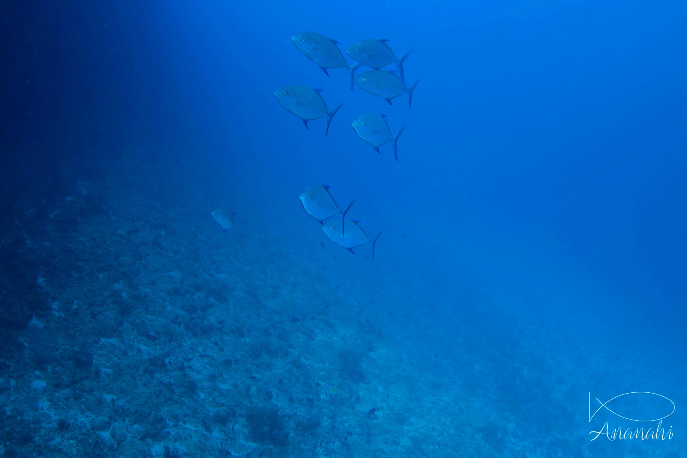 Carangue bleue de Mayotte