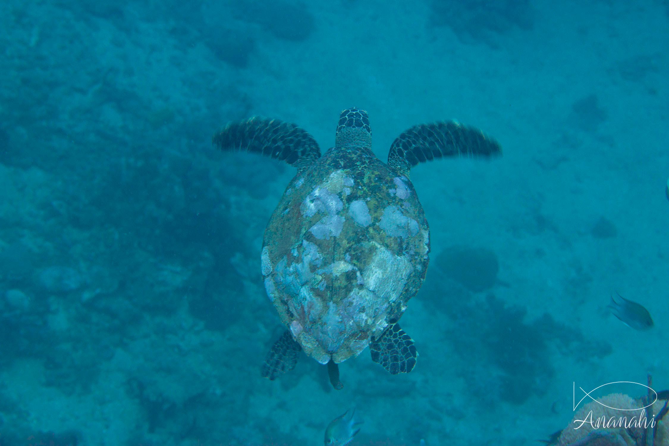 Tortue imbriquée de Mayotte