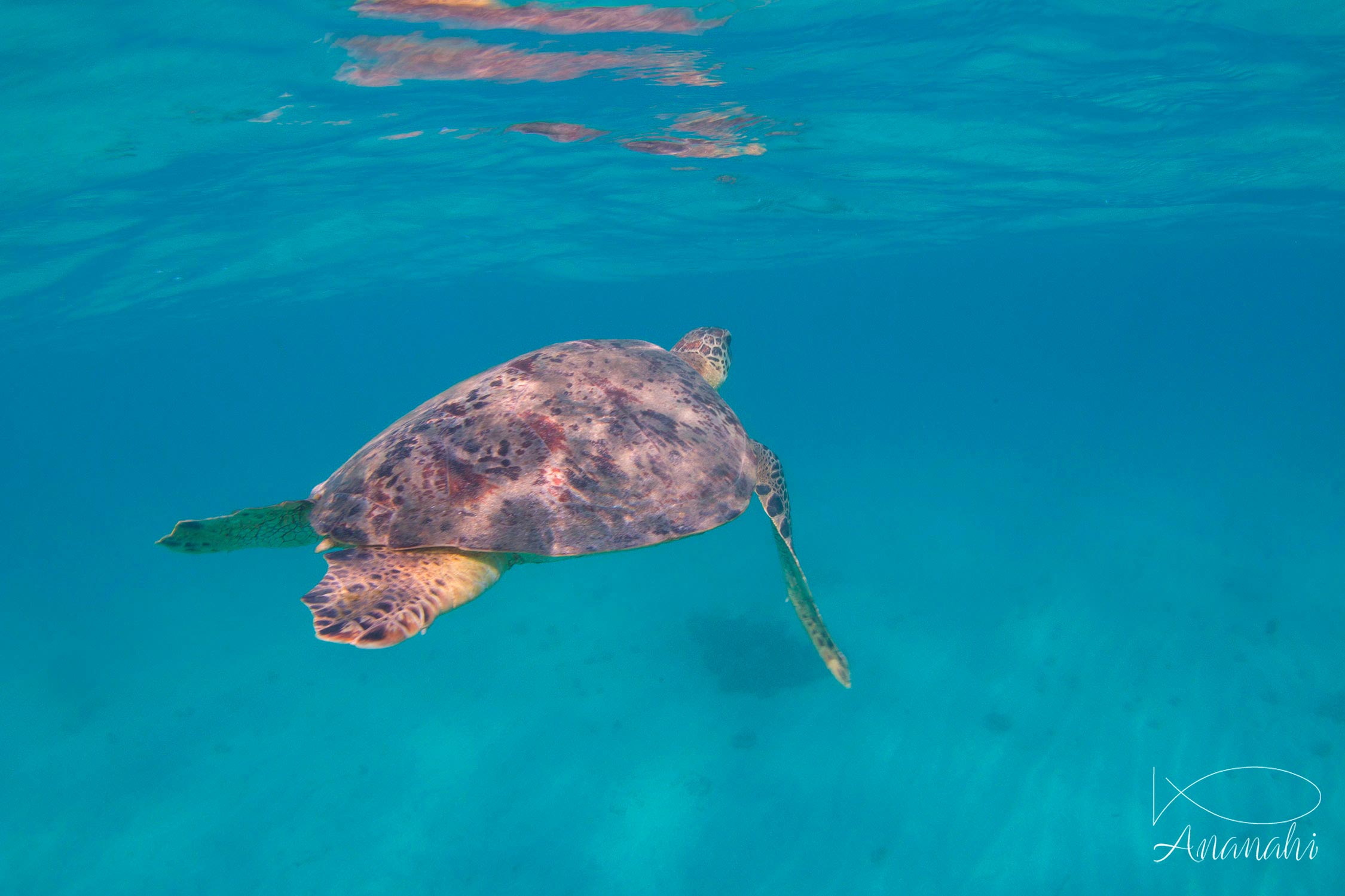 Tortue verte de Mayotte