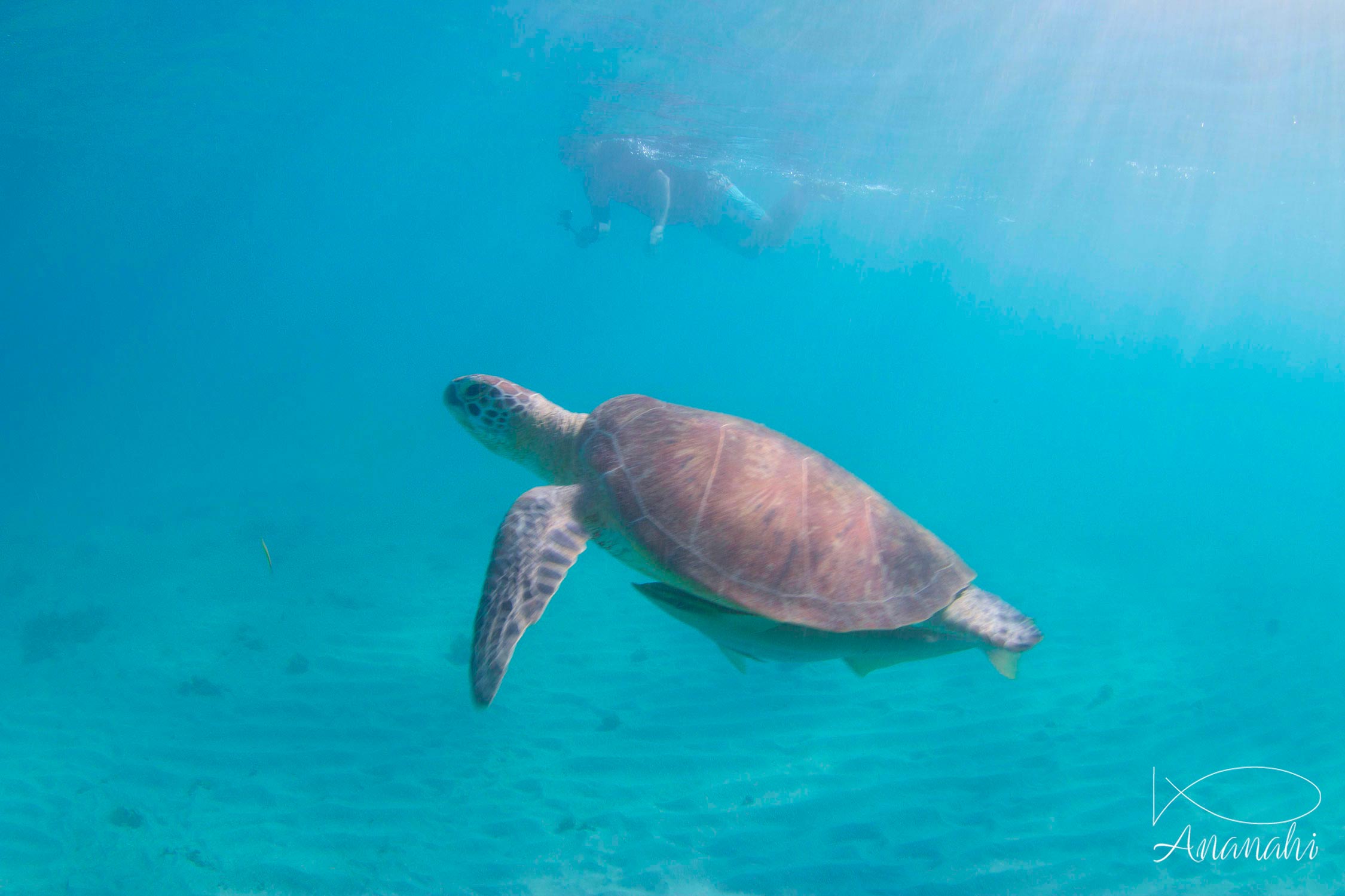 Tortue verte de Mayotte