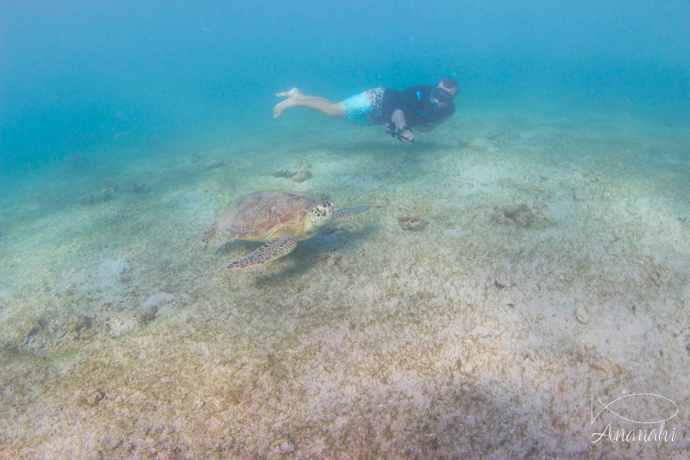 Tortue verte de Mayotte