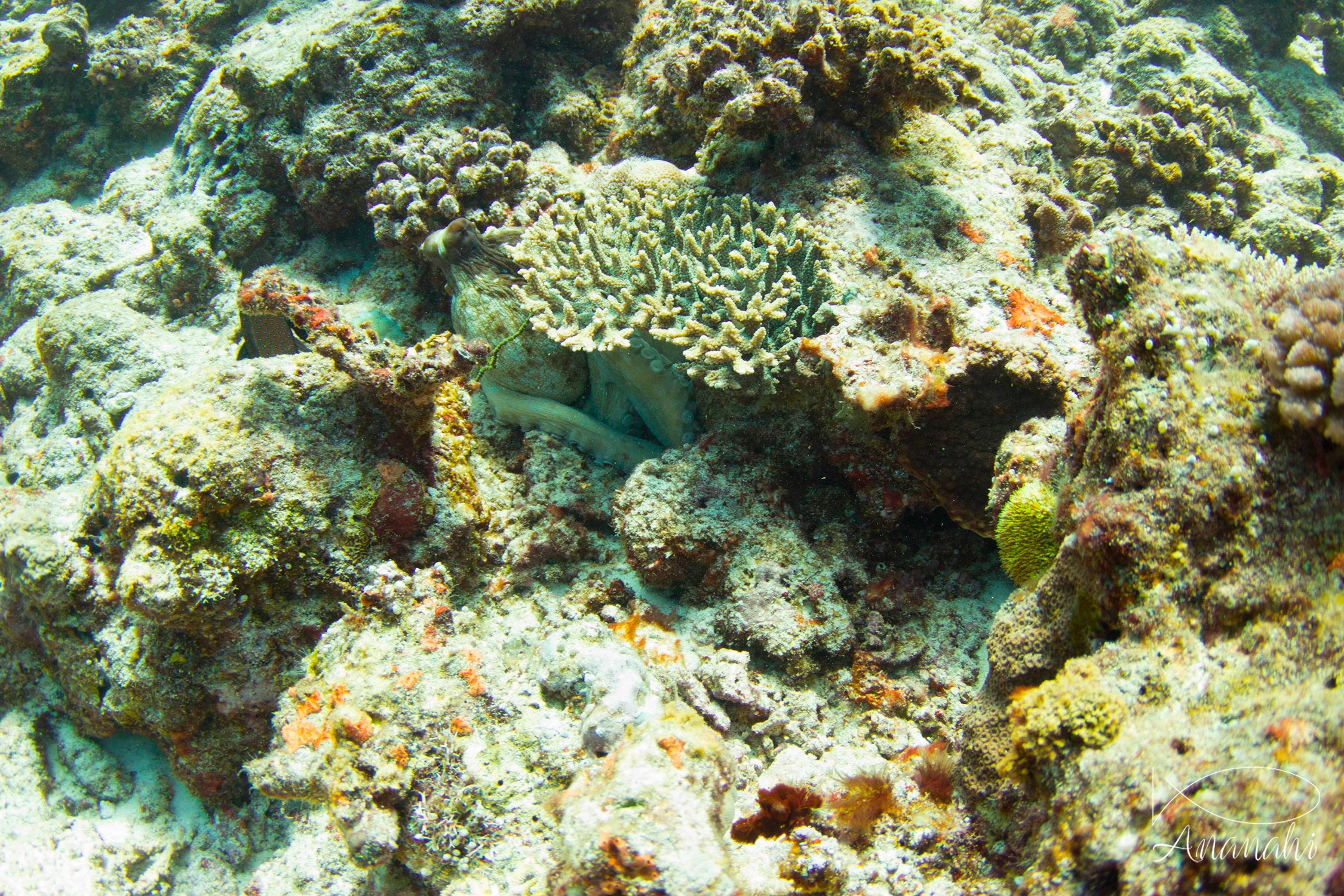 Poulpe de récif de Mayotte