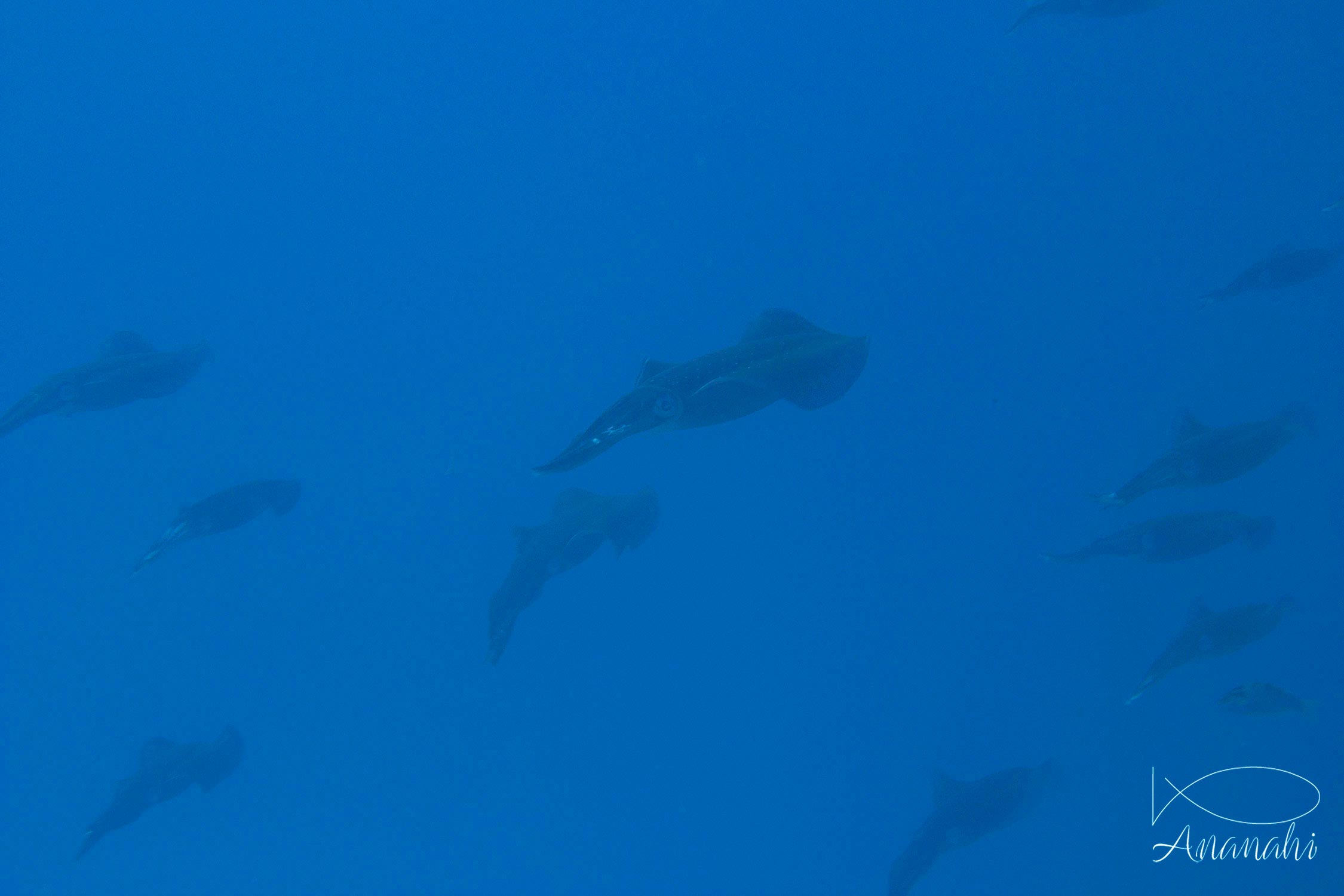 Calmar récifal à grandes nageoires de Mayotte
