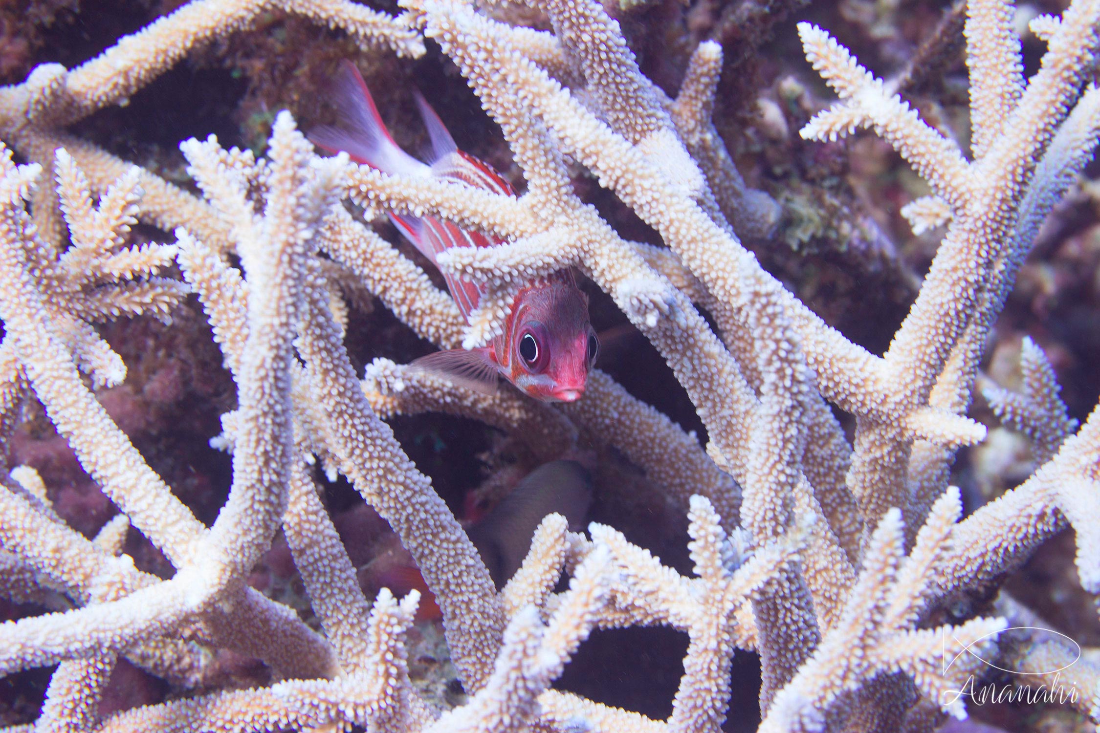 Poissons divers de Mayotte