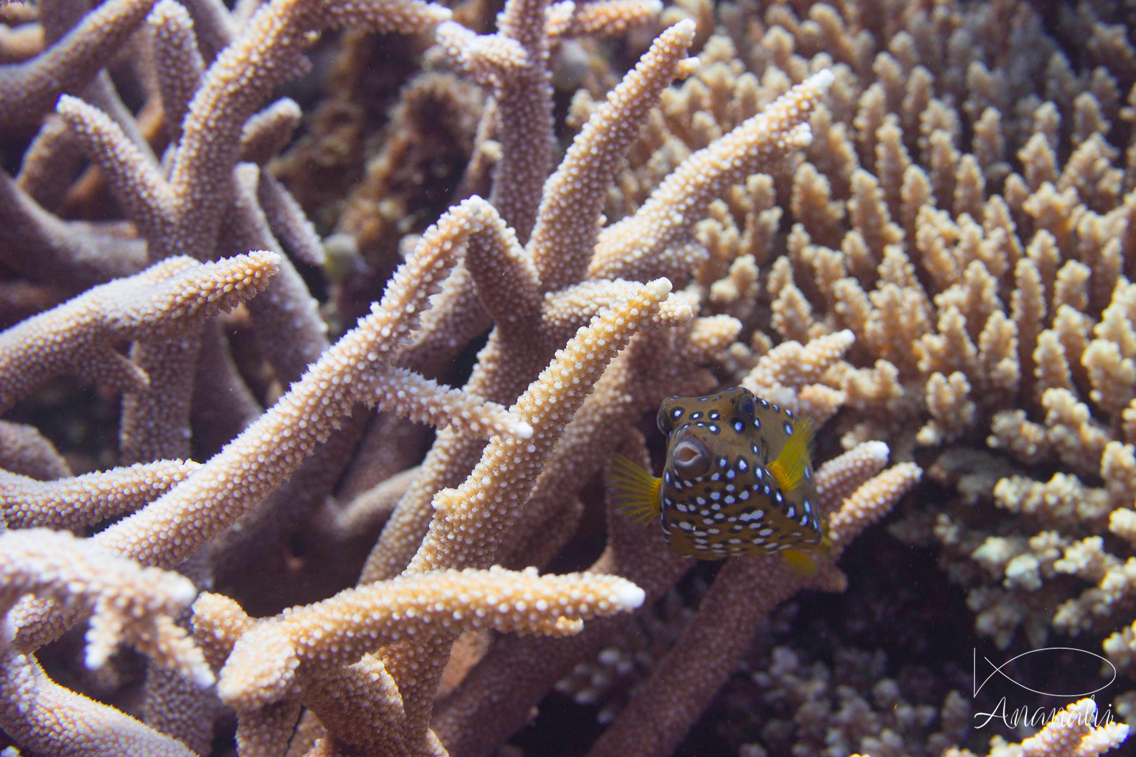 Poisson coffre jaune de Mayotte