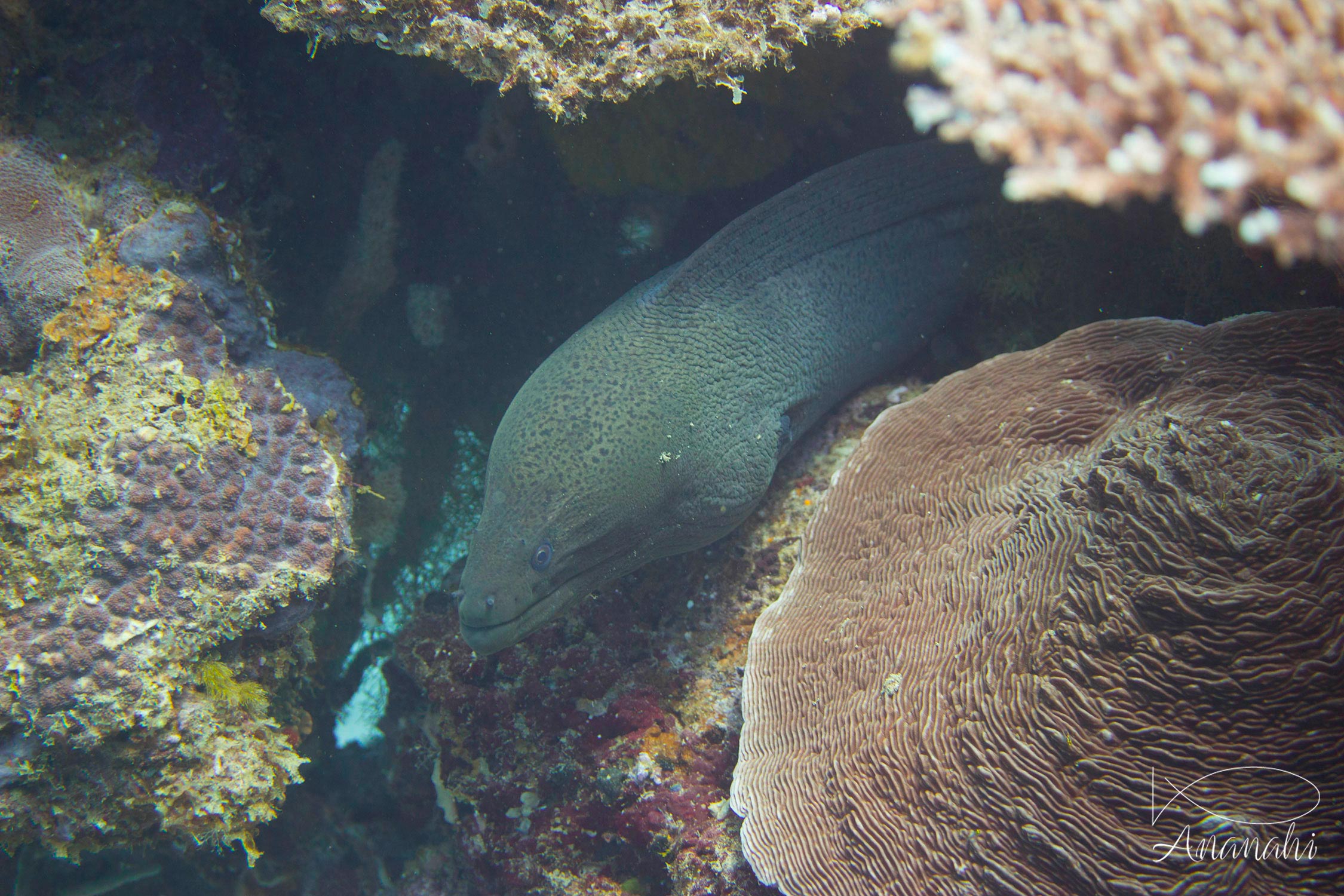 Murène javanaise de Mayotte