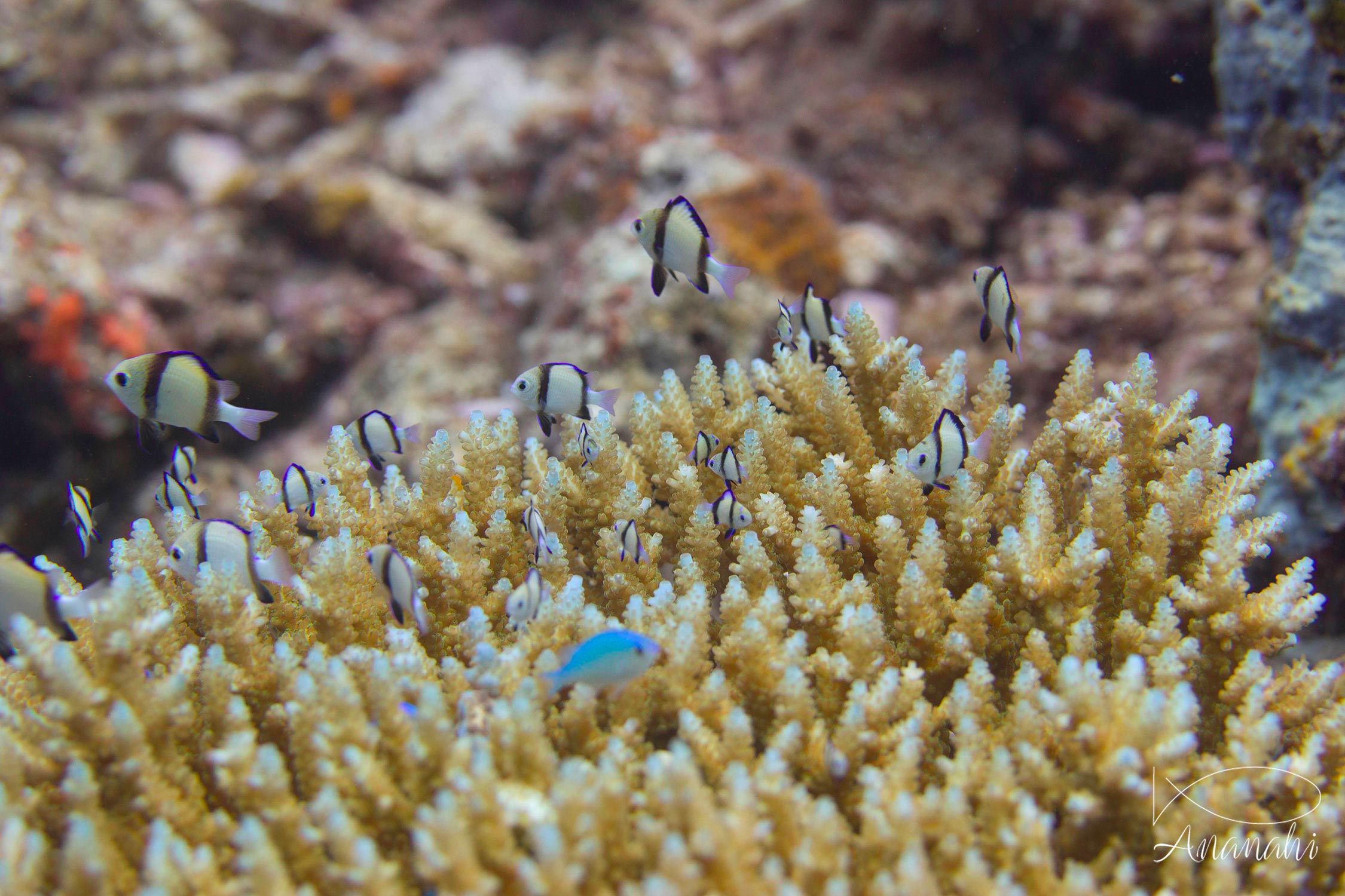 Demoiselle obscure de Mayotte