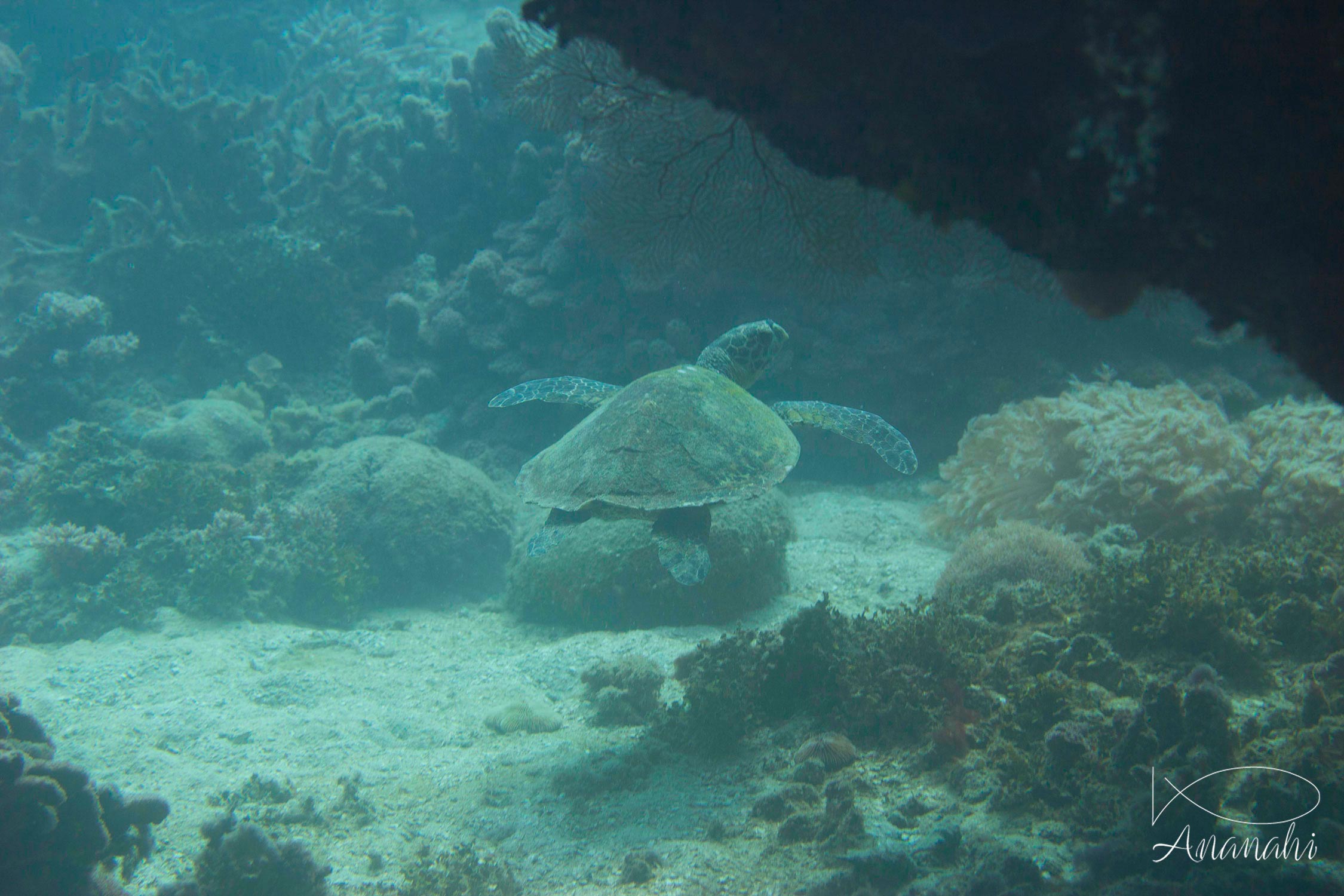 Tortue imbriquée de Mayotte