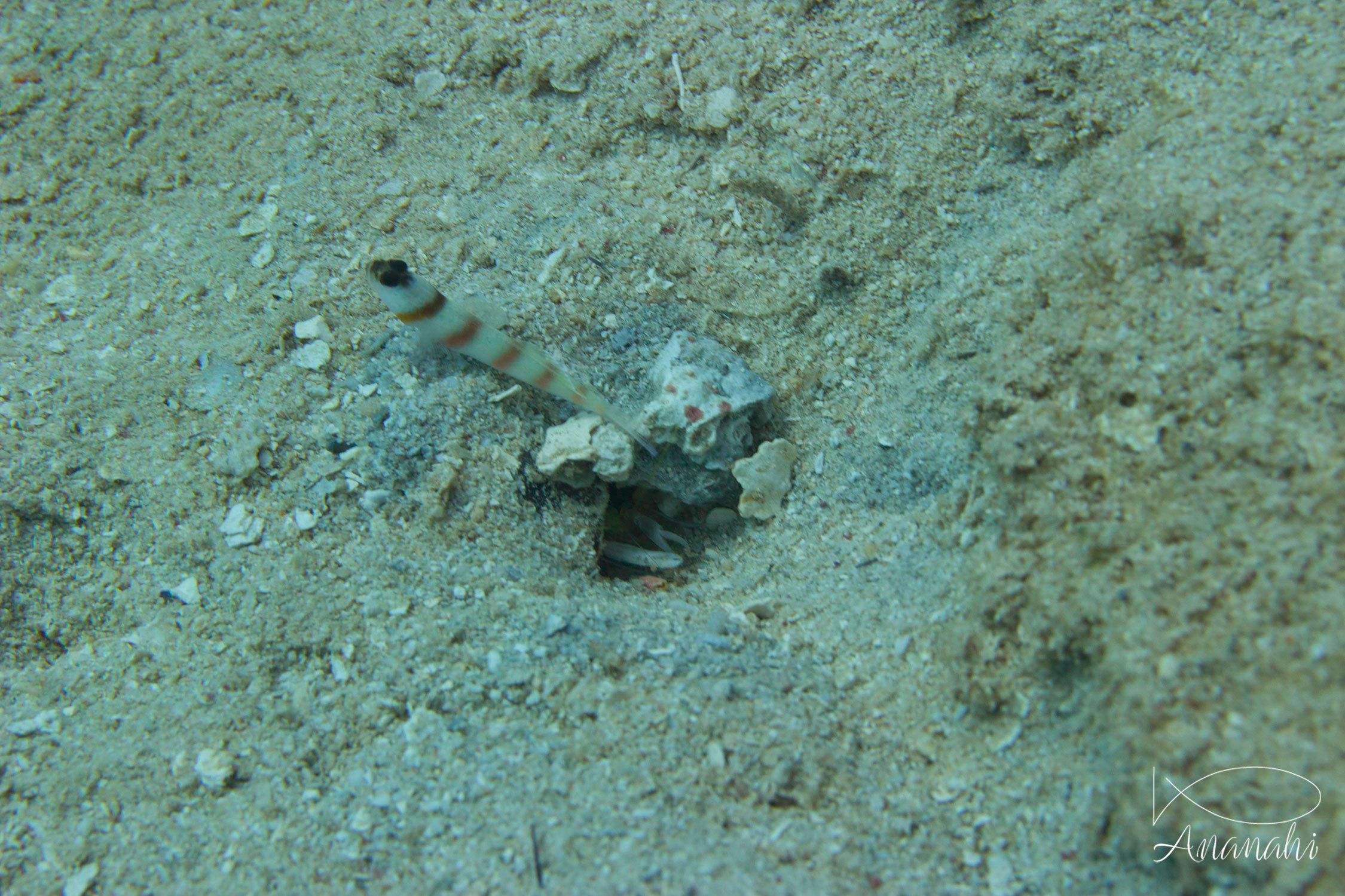 Gobie commensal de Steinitz de Mayotte