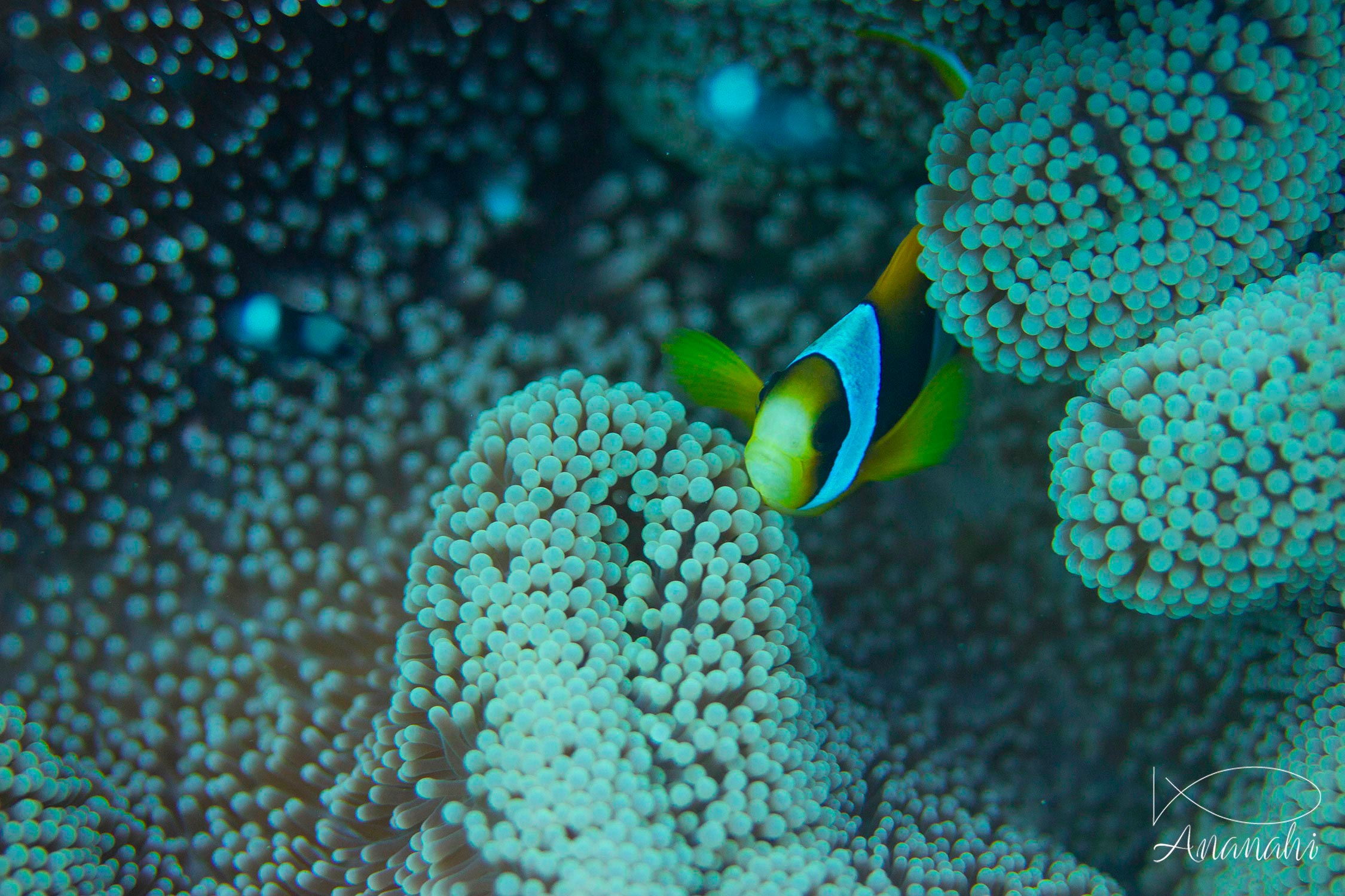 Poisson clown de Madagascar de Mayotte